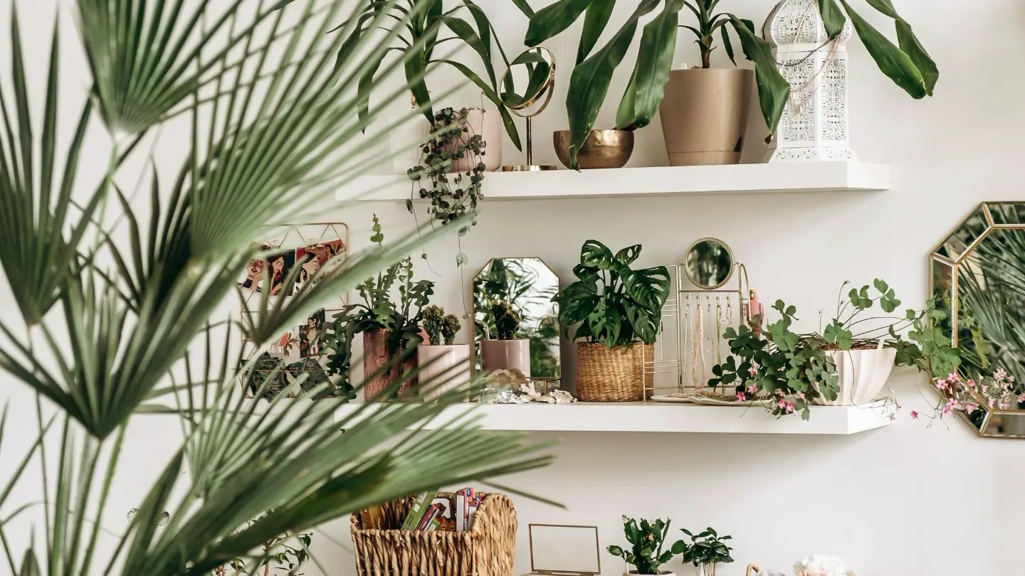 houseplants for health