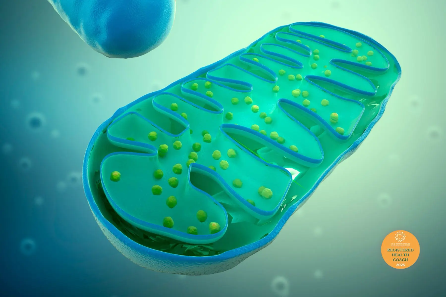 mitochondria