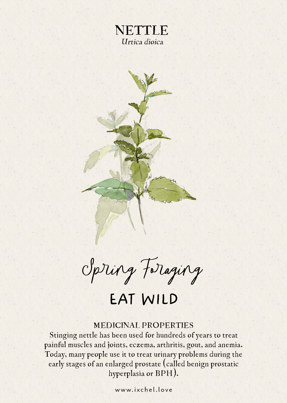 Nettles Wild Foraging