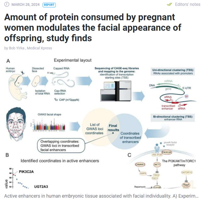 animal protein prenatal