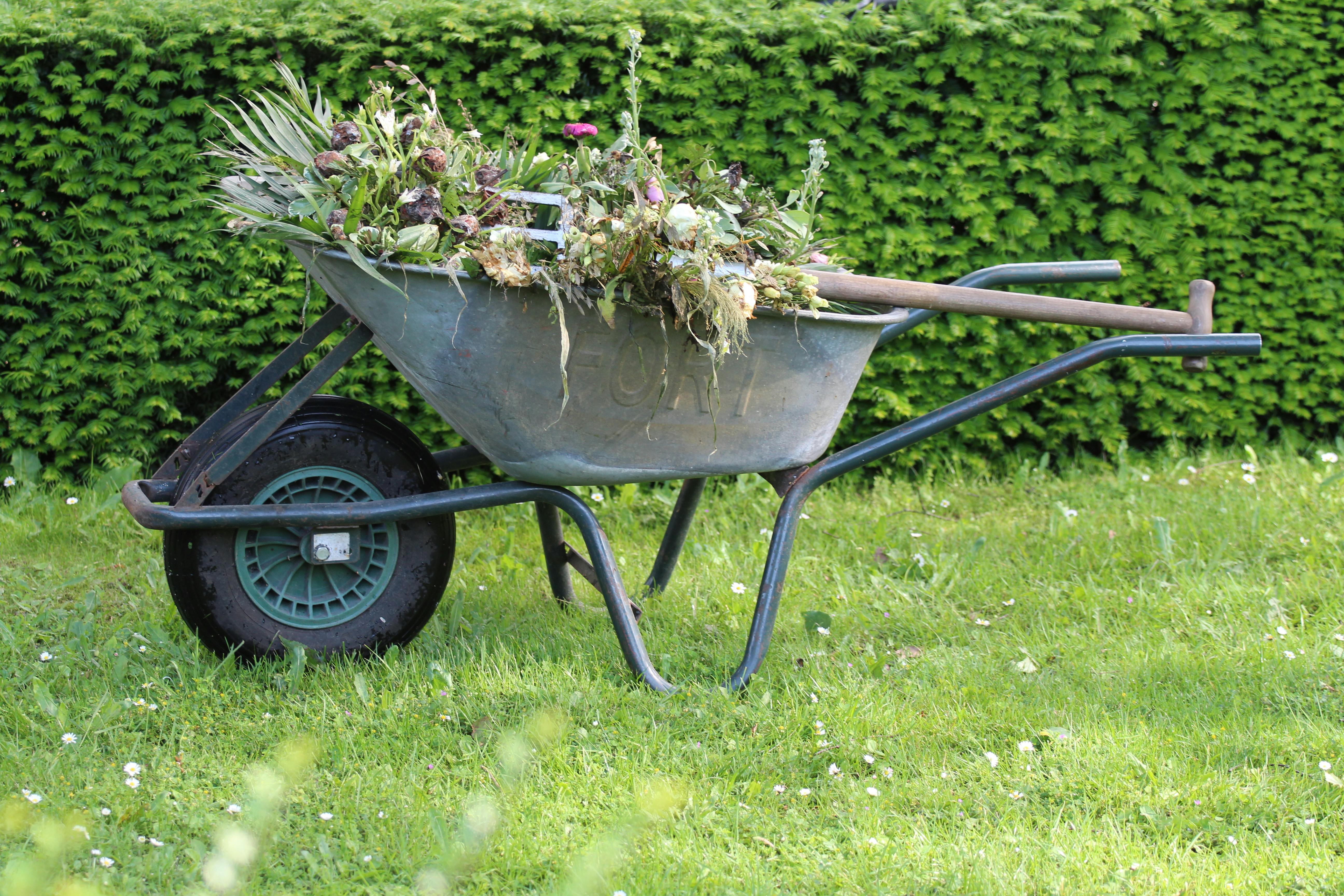 A wheelbarrow filled with a pile of freshly pulled weeds, including dandelions and other unwanted plants, set against a green lawn