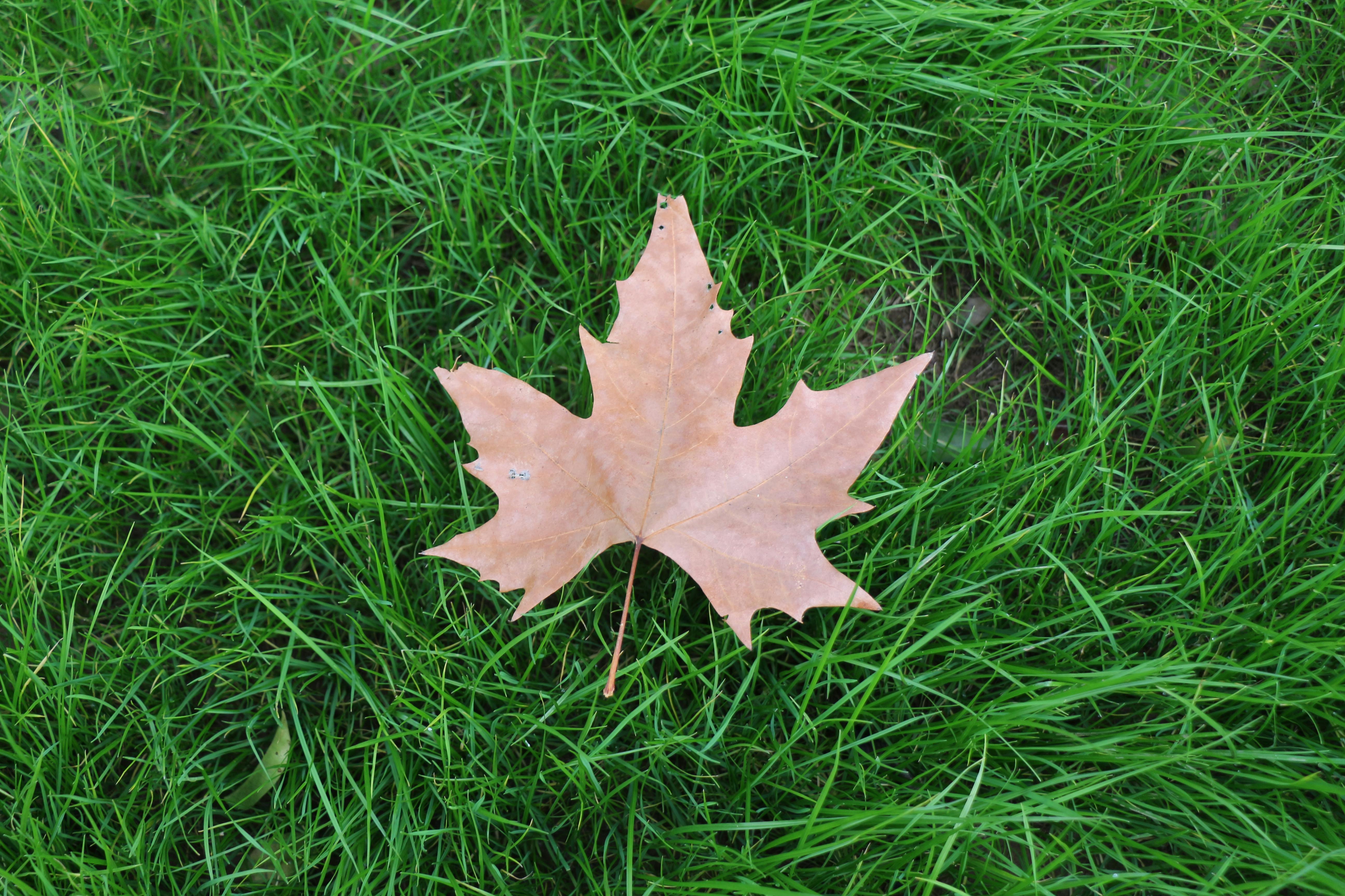 A close-up of a single, vibrant red and orange maple leaf lying on a bed of green grass.