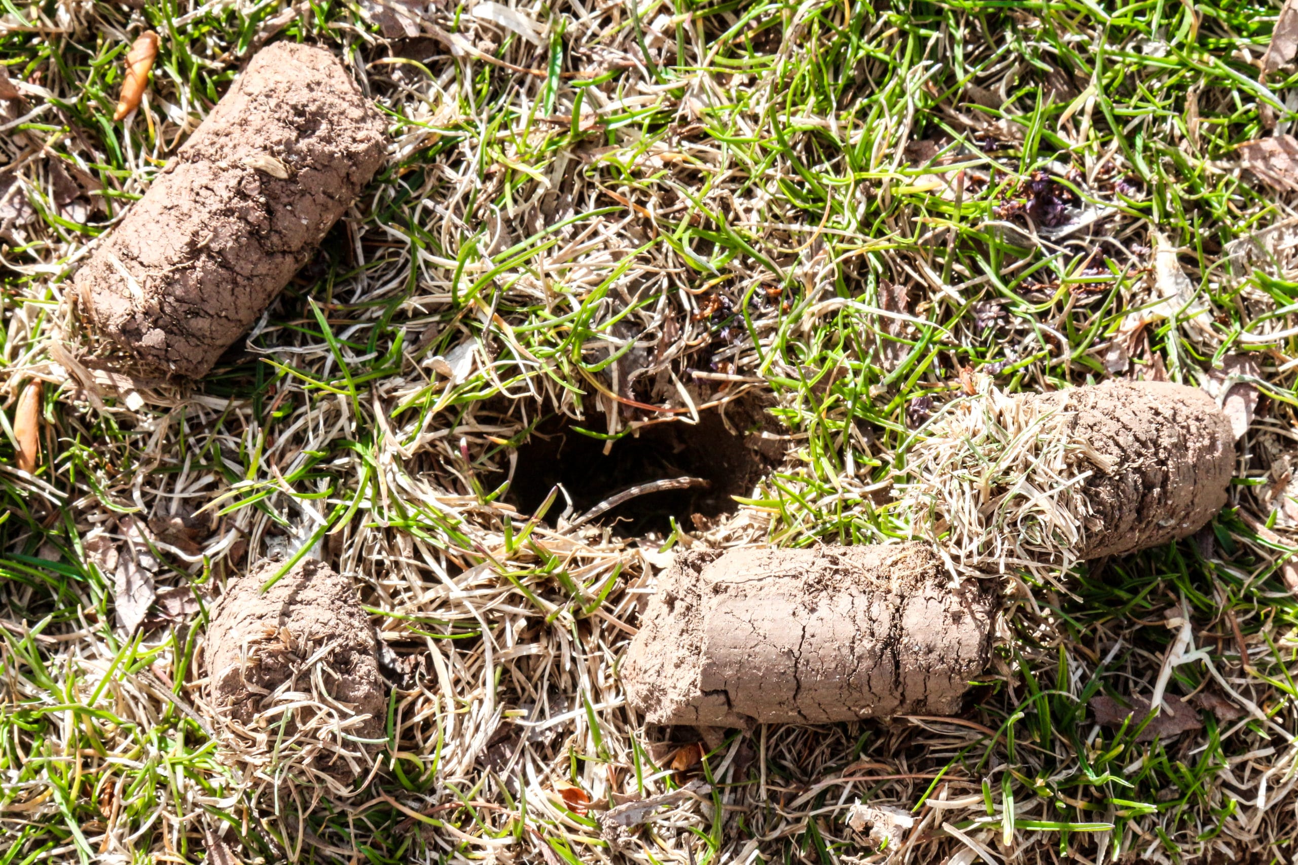 A detailed image of a core aerator machine pulling plugs of soil from a green lawn, leaving small holes and cylindrical soil cores on the surface.