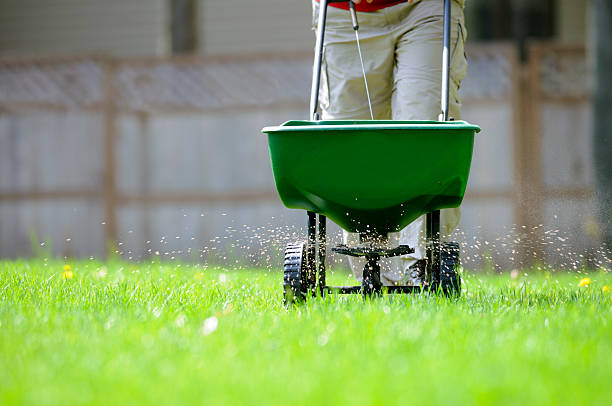 A detailed image of a person using a broadcast spreader to evenly apply granular fertilizer across a green lawn.