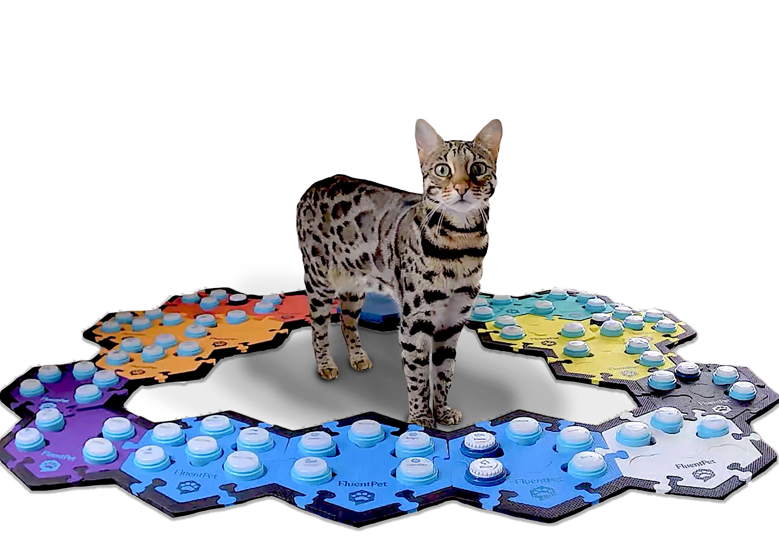 talking cat with augmentative interspecies communication device talking cat with augmentative interspecies communication device