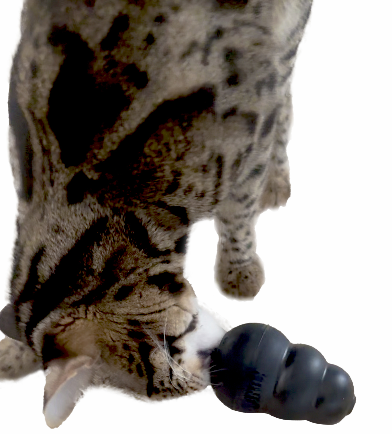 Pet Puzzles KONG Pet Puzzles KONG
