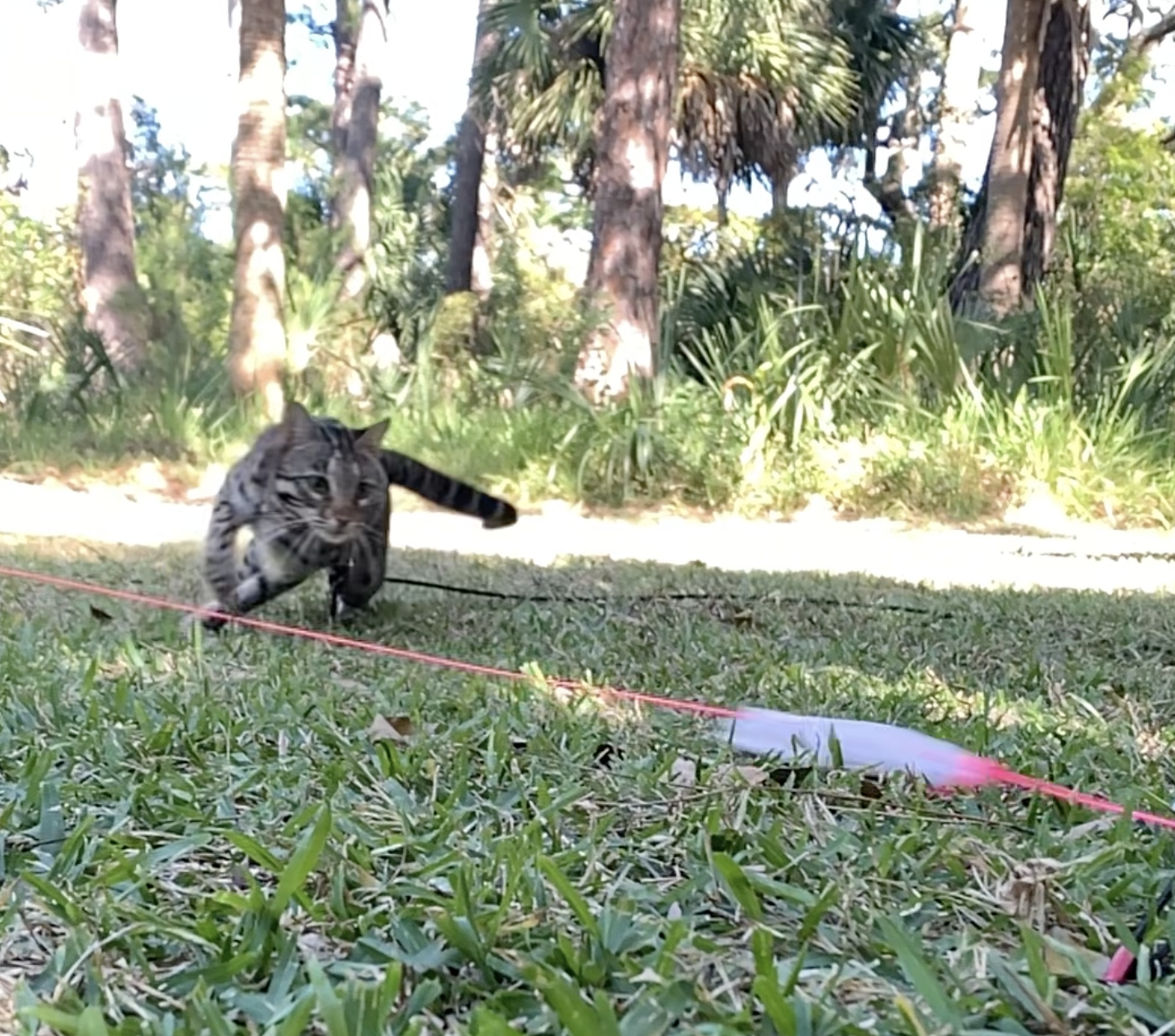 dog chasing toys for cats dog chasing toys for cats