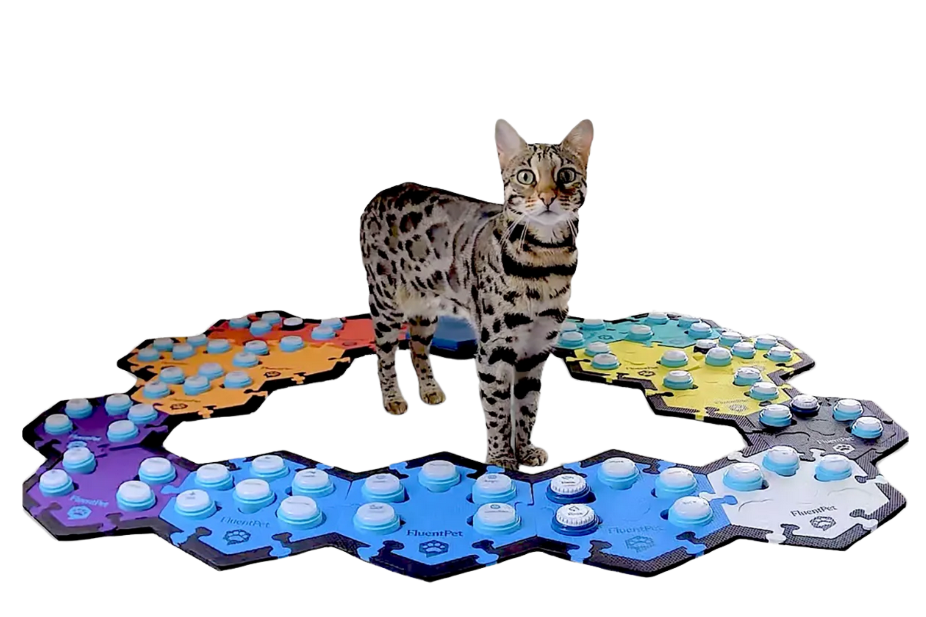 Cat with talking pet buttons Cat with talking pet buttons