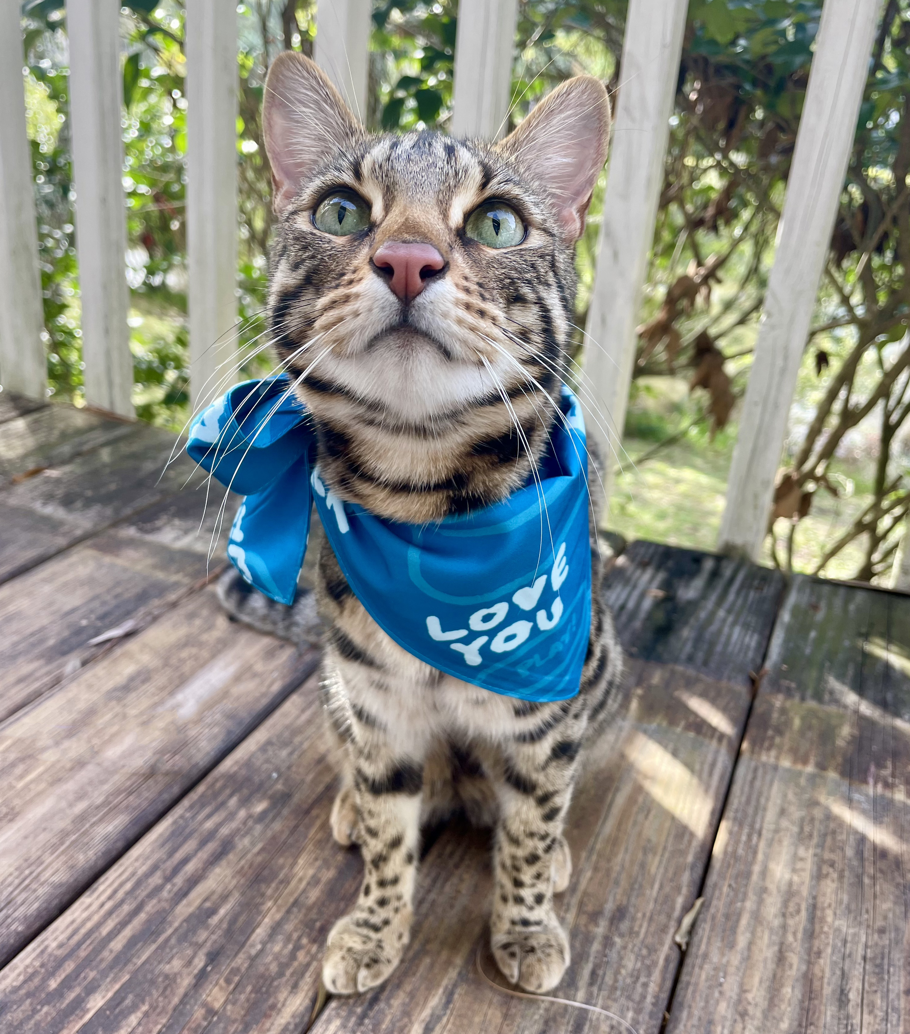 Flounder the Talking Cat Flounder the Talking Cat