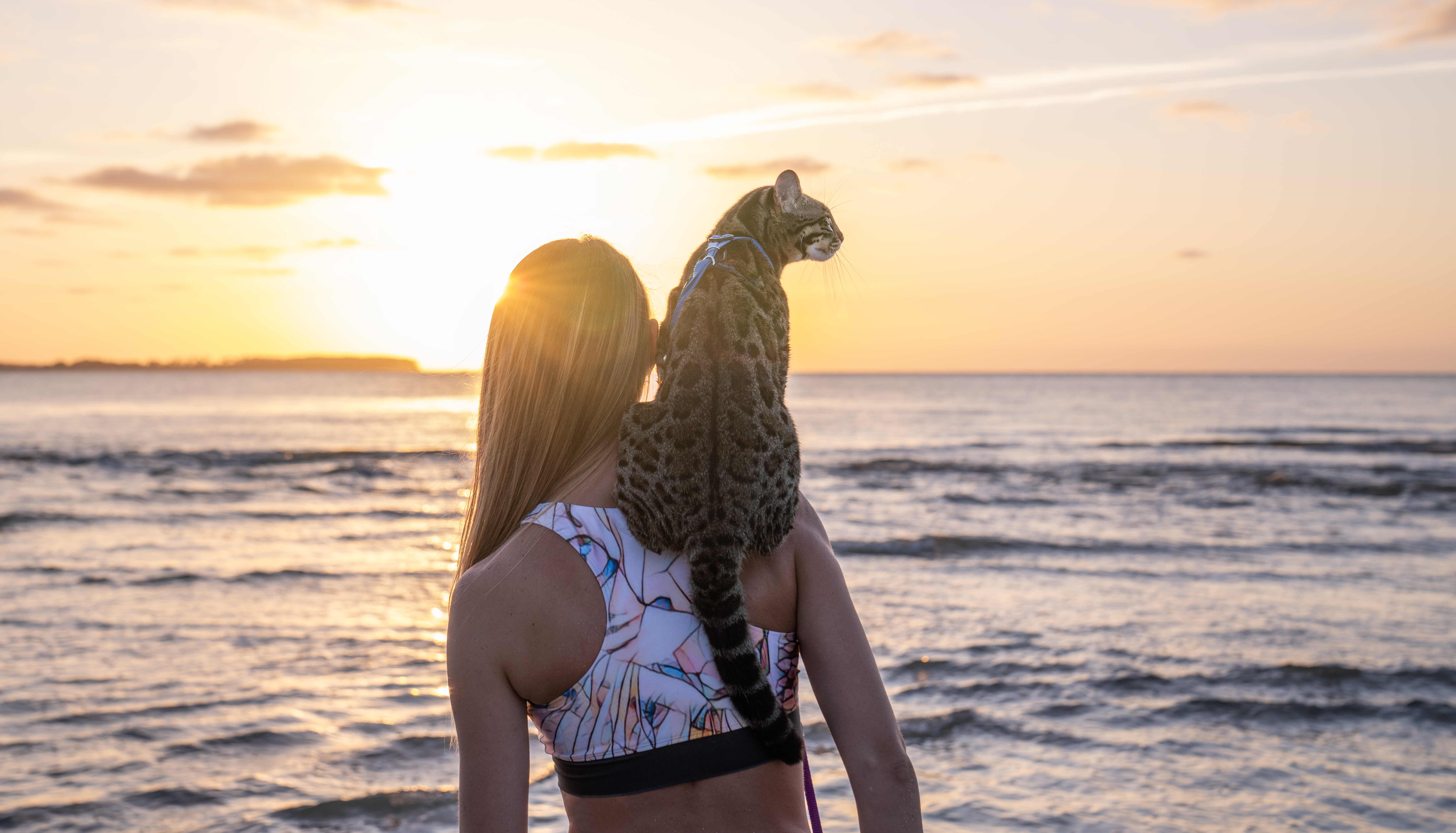 cat sitting on persons shoulder looking out at ocean cat sitting on persons shoulder looking out at ocean