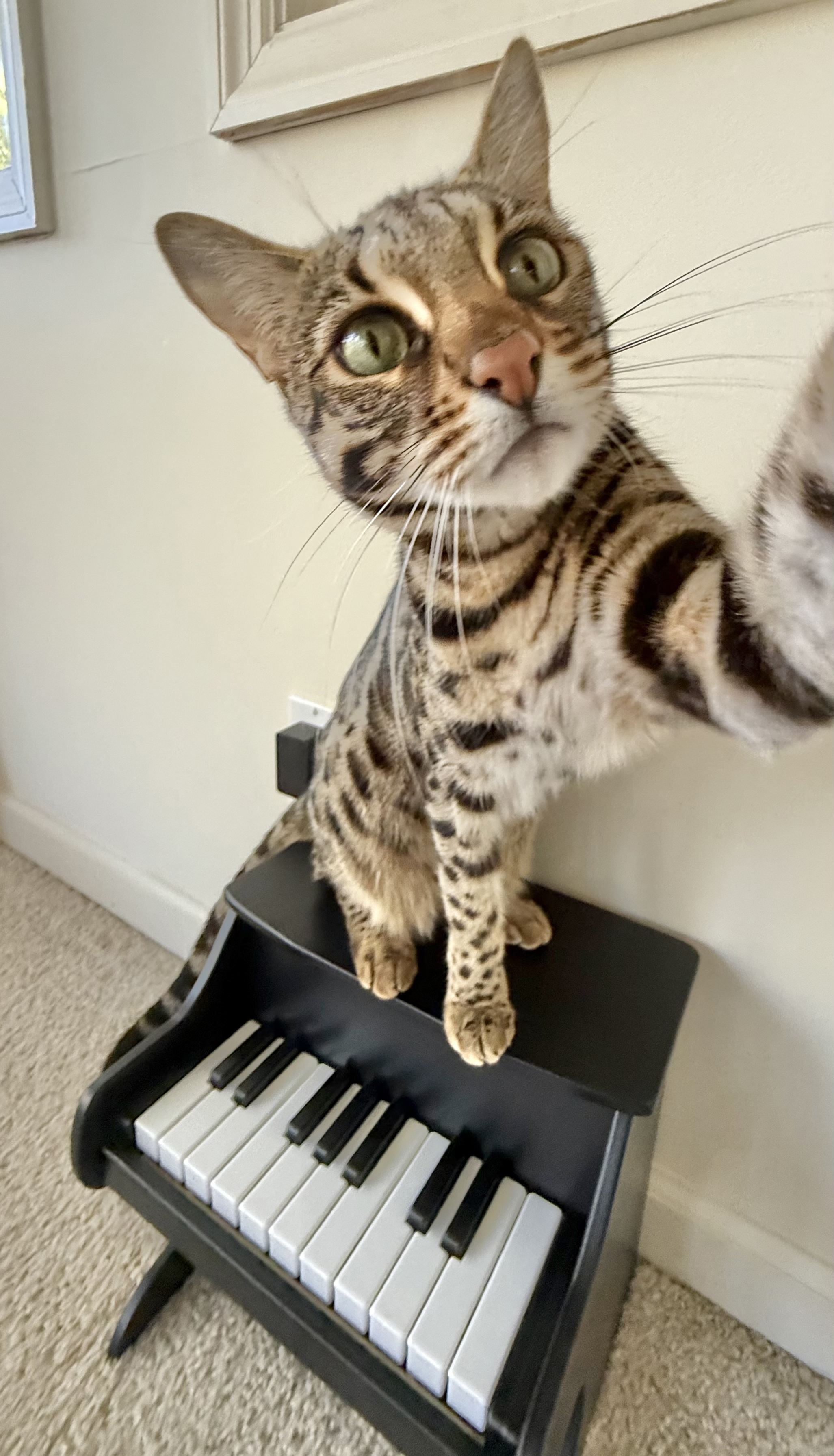 Cat taking selfie on top of piano Cat taking selfie on top of piano