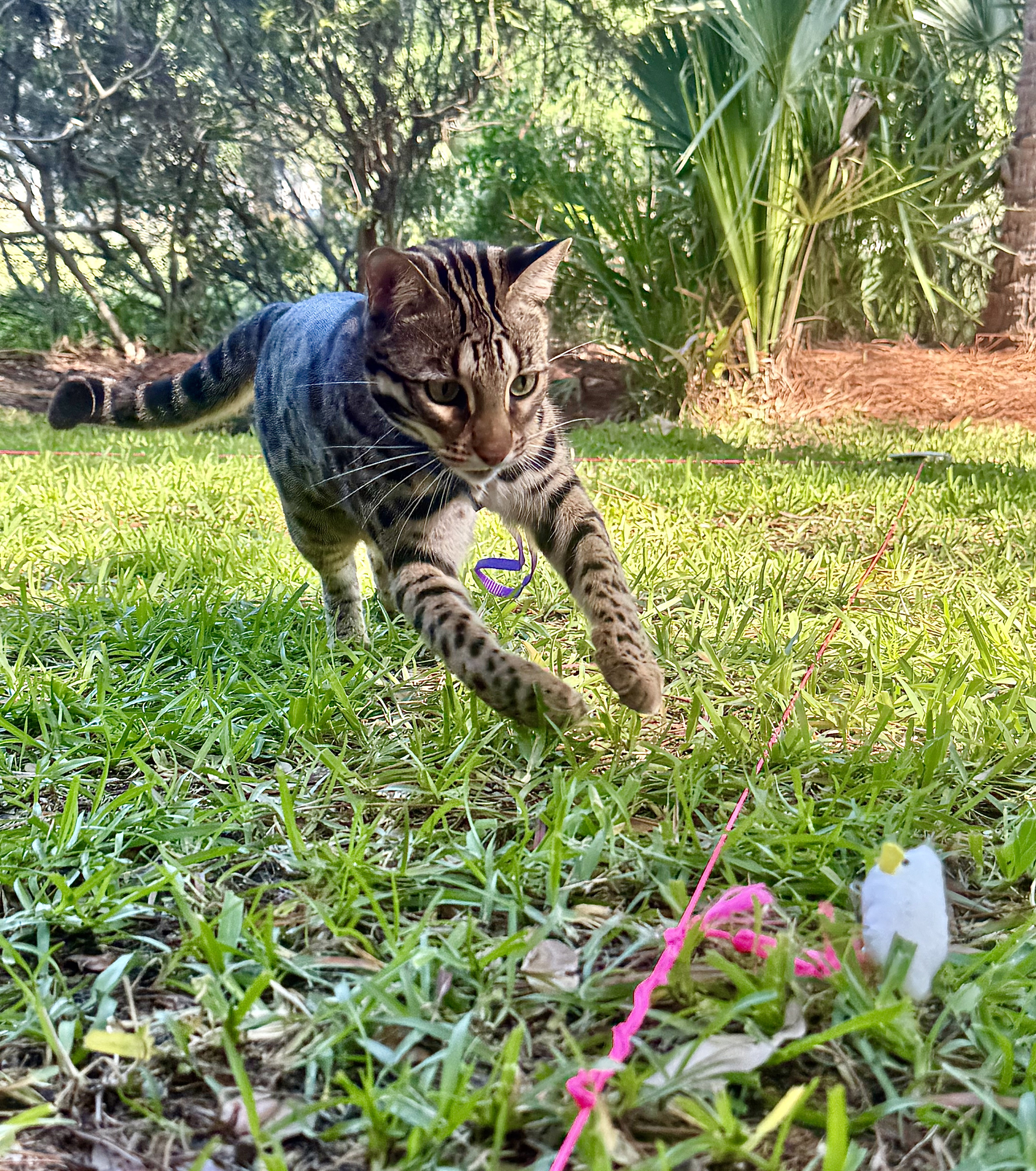 cat running after lure course