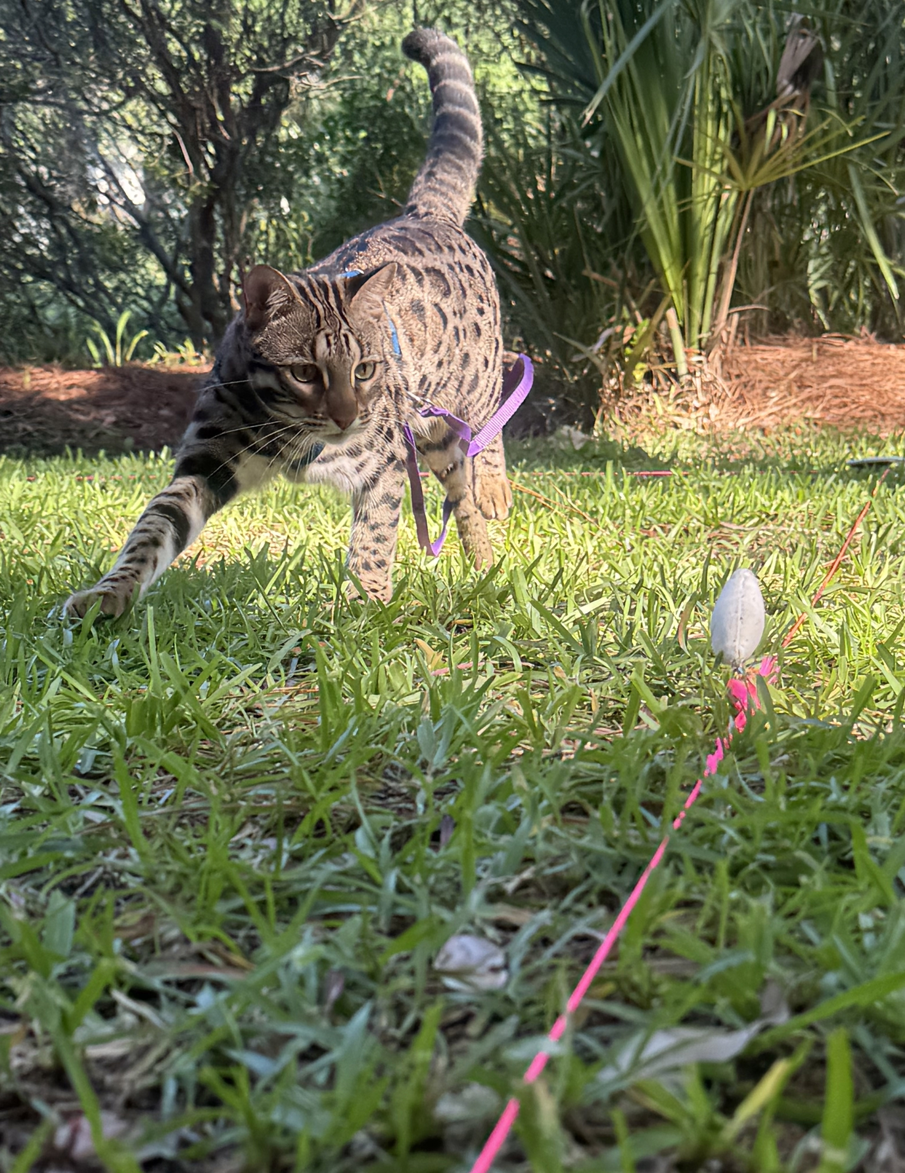 Cat playing with lure course outside