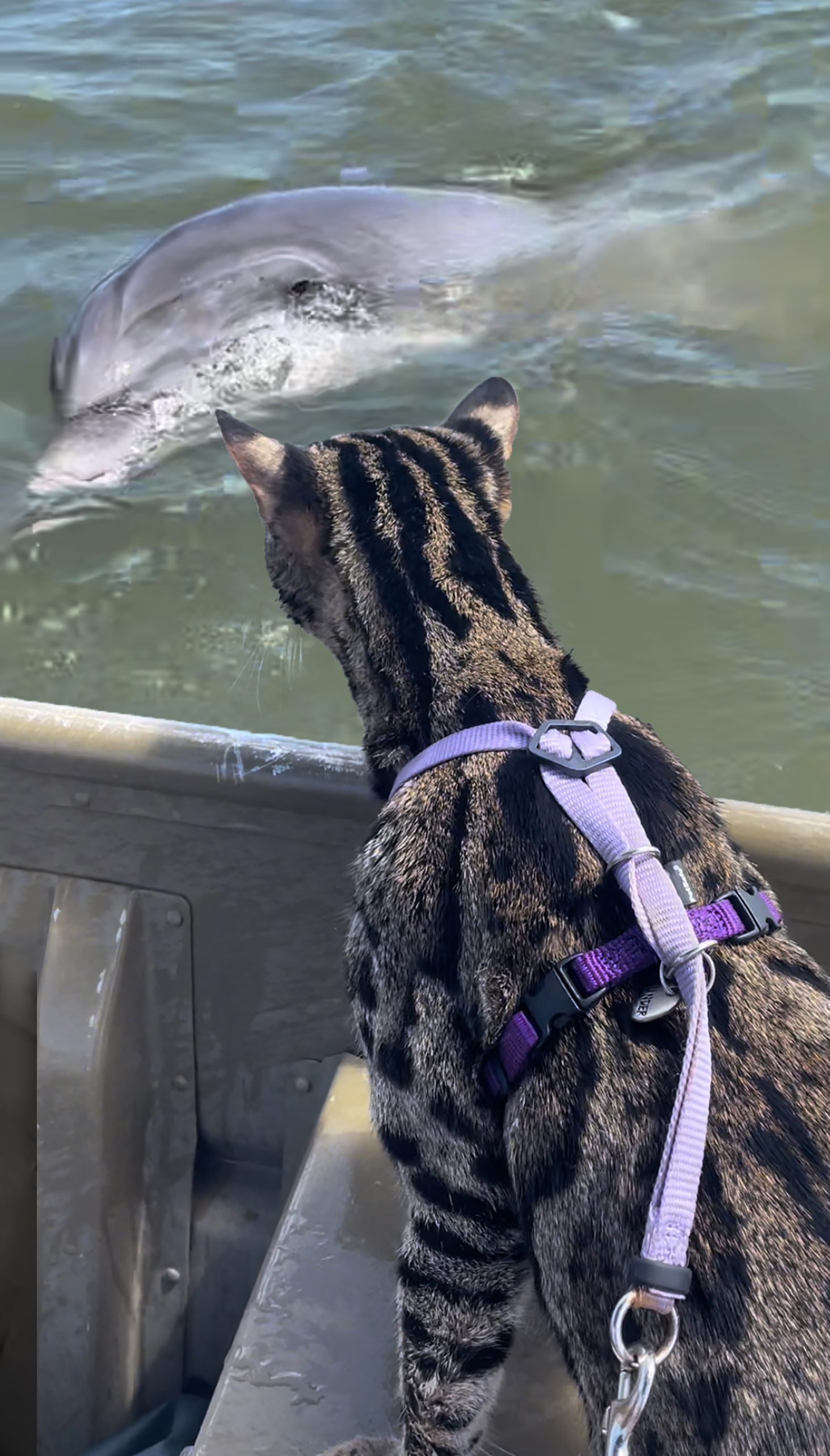 cat on boat looking at wild dolphin cat on boat looking at wild dolphin