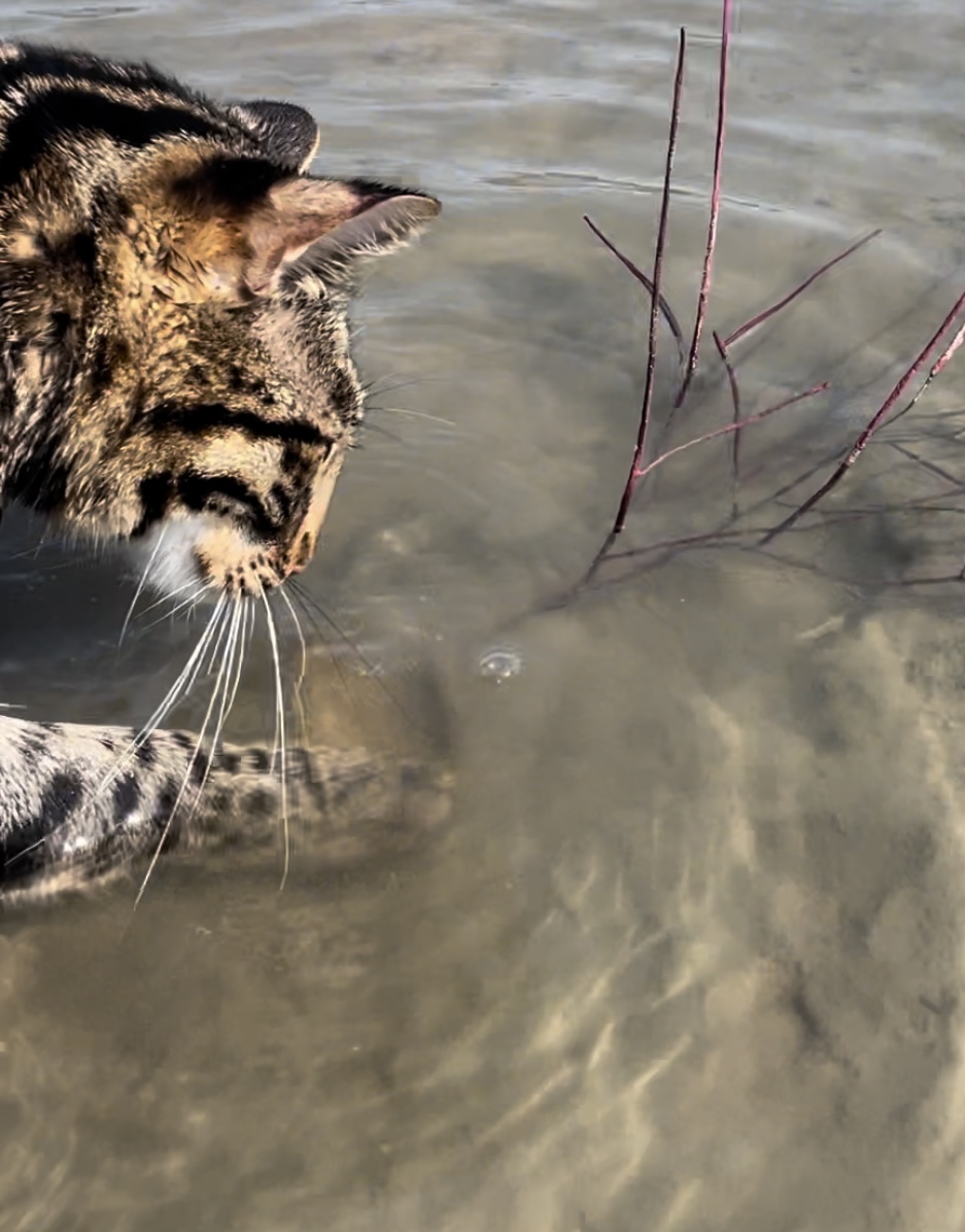 cat exploring on beach cat exploring on beach