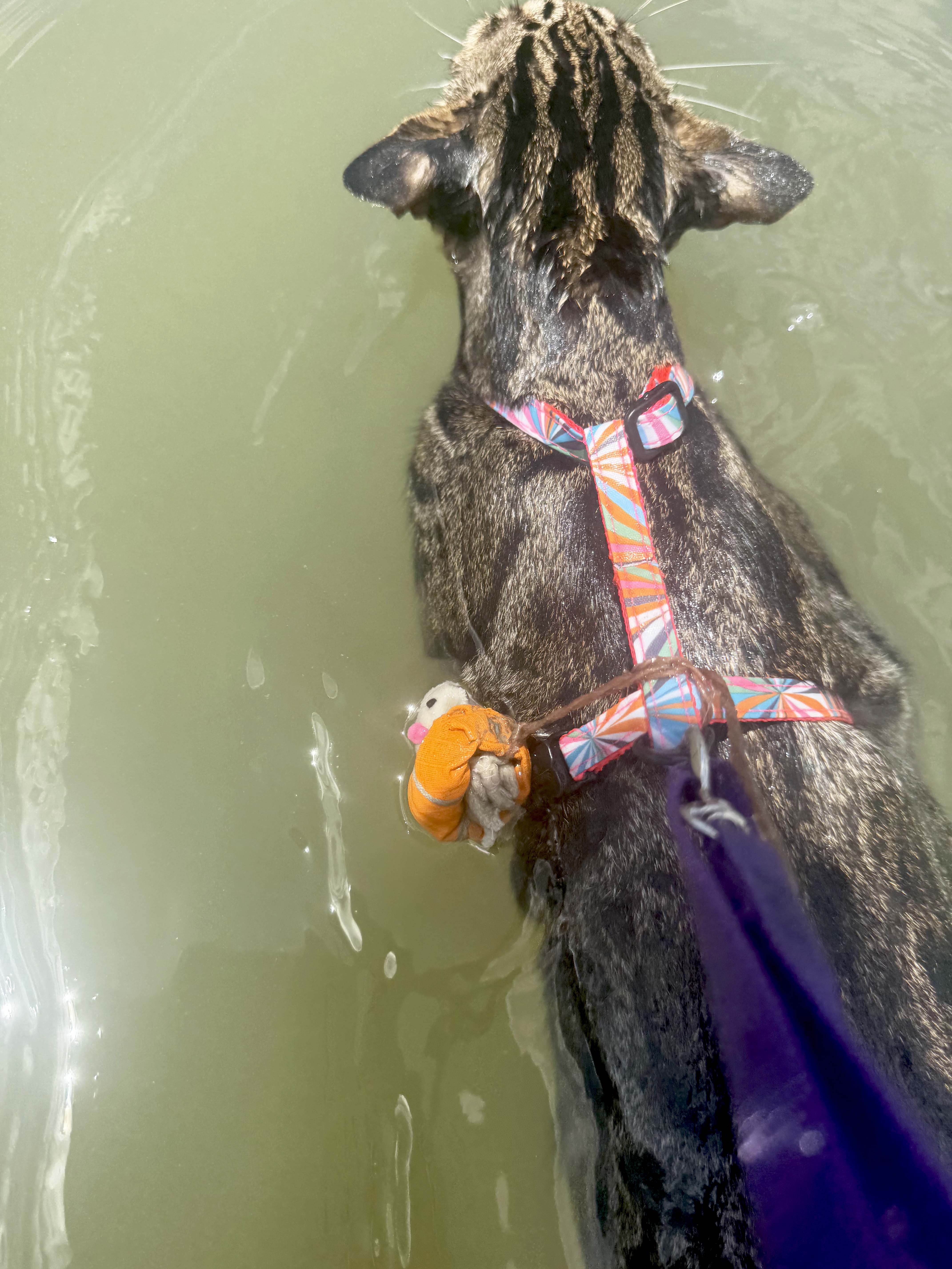 cat swimming with harness on cat swimming with harness on