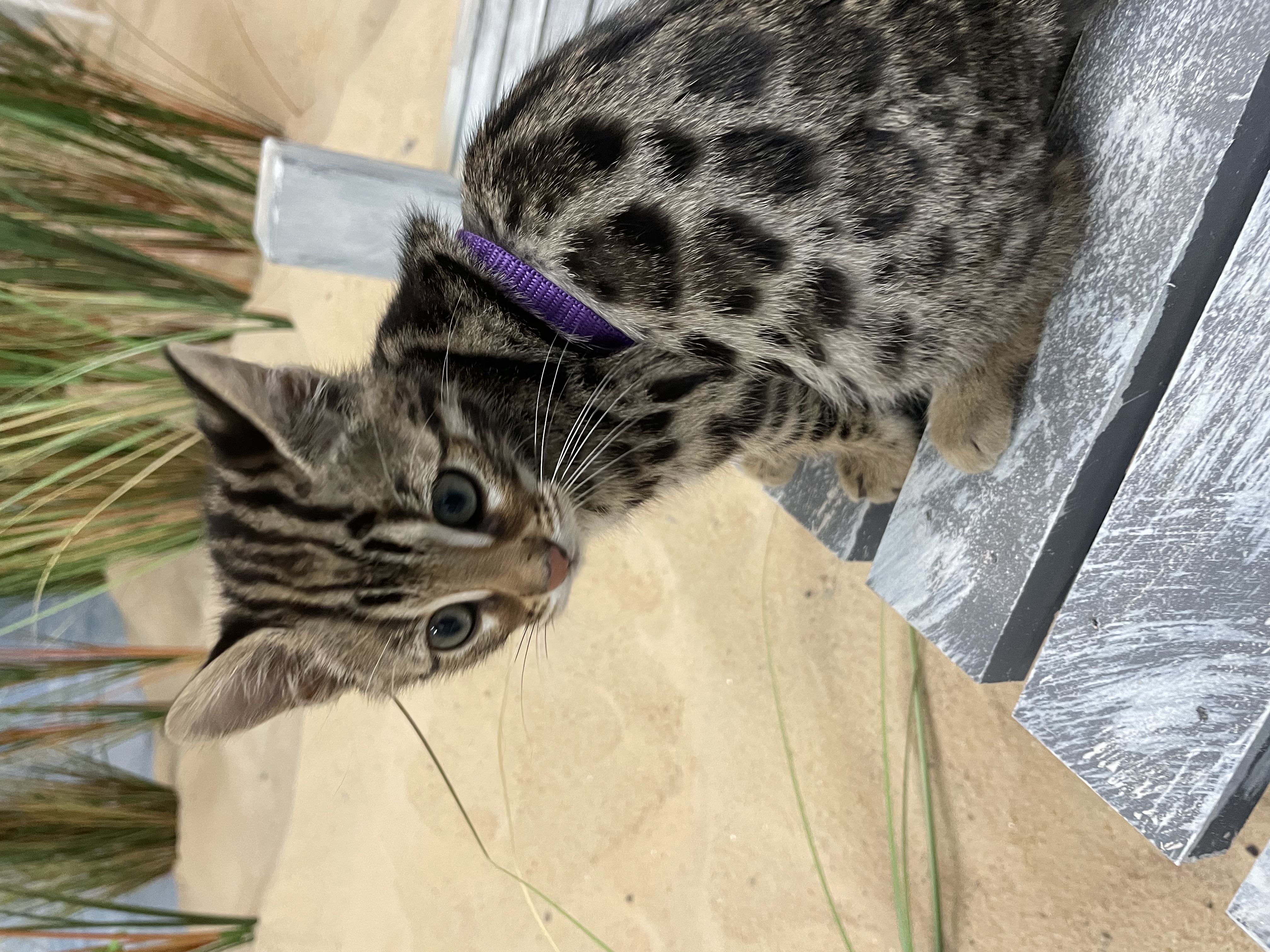 baby kitten wearing harness on the beach baby kitten wearing harness on the beach