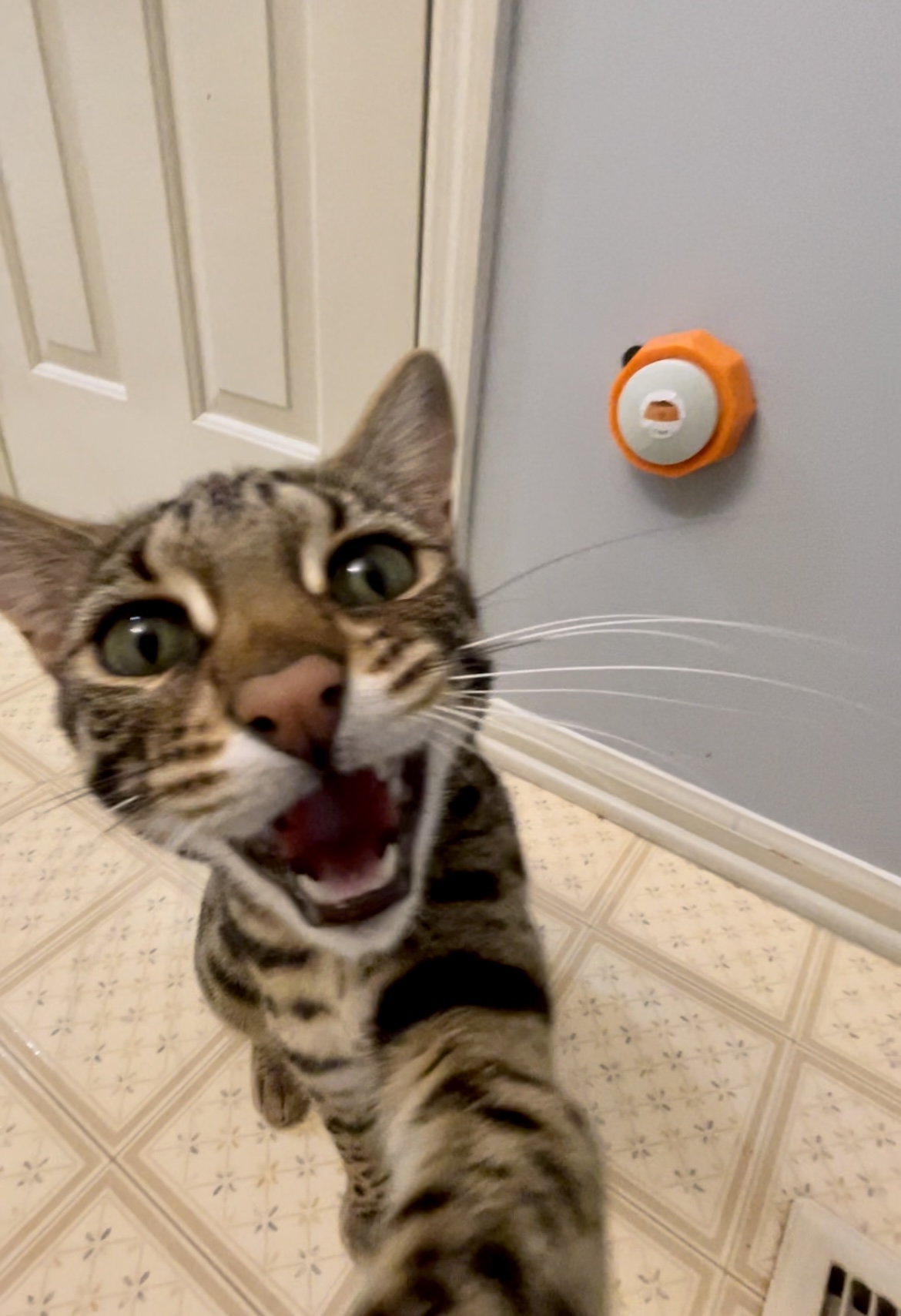cats talking with buttons