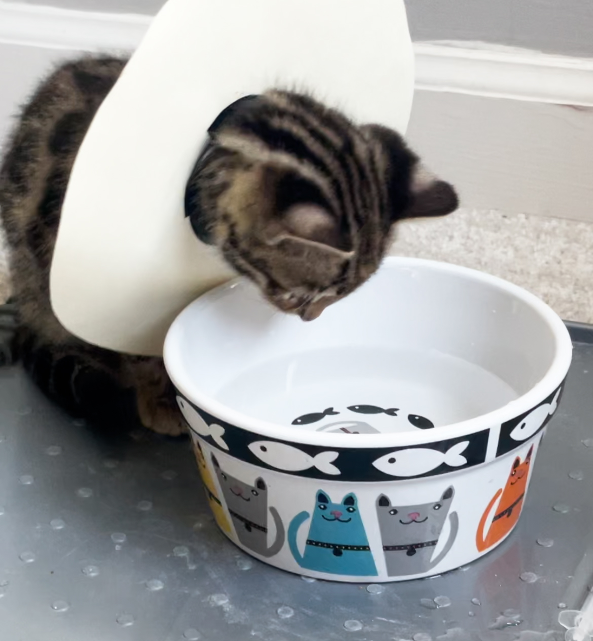 cat that likes water cat that likes water
