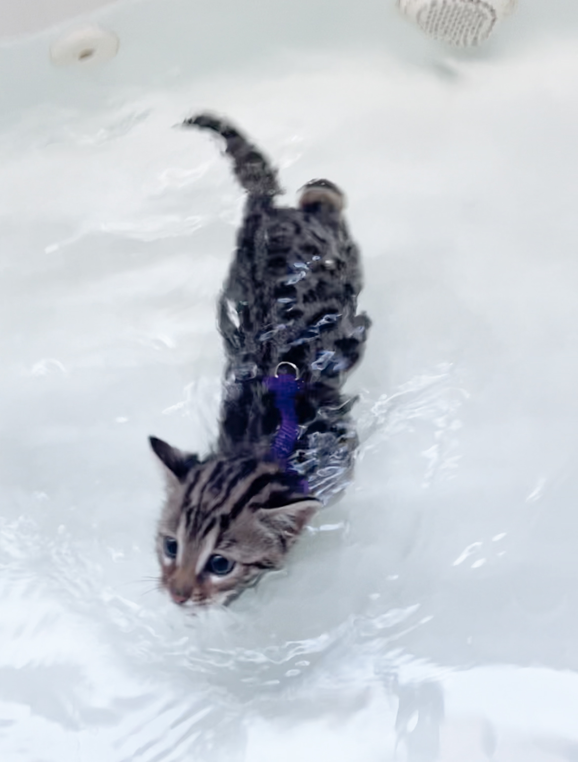 cat in the bathtub cat in the bathtub