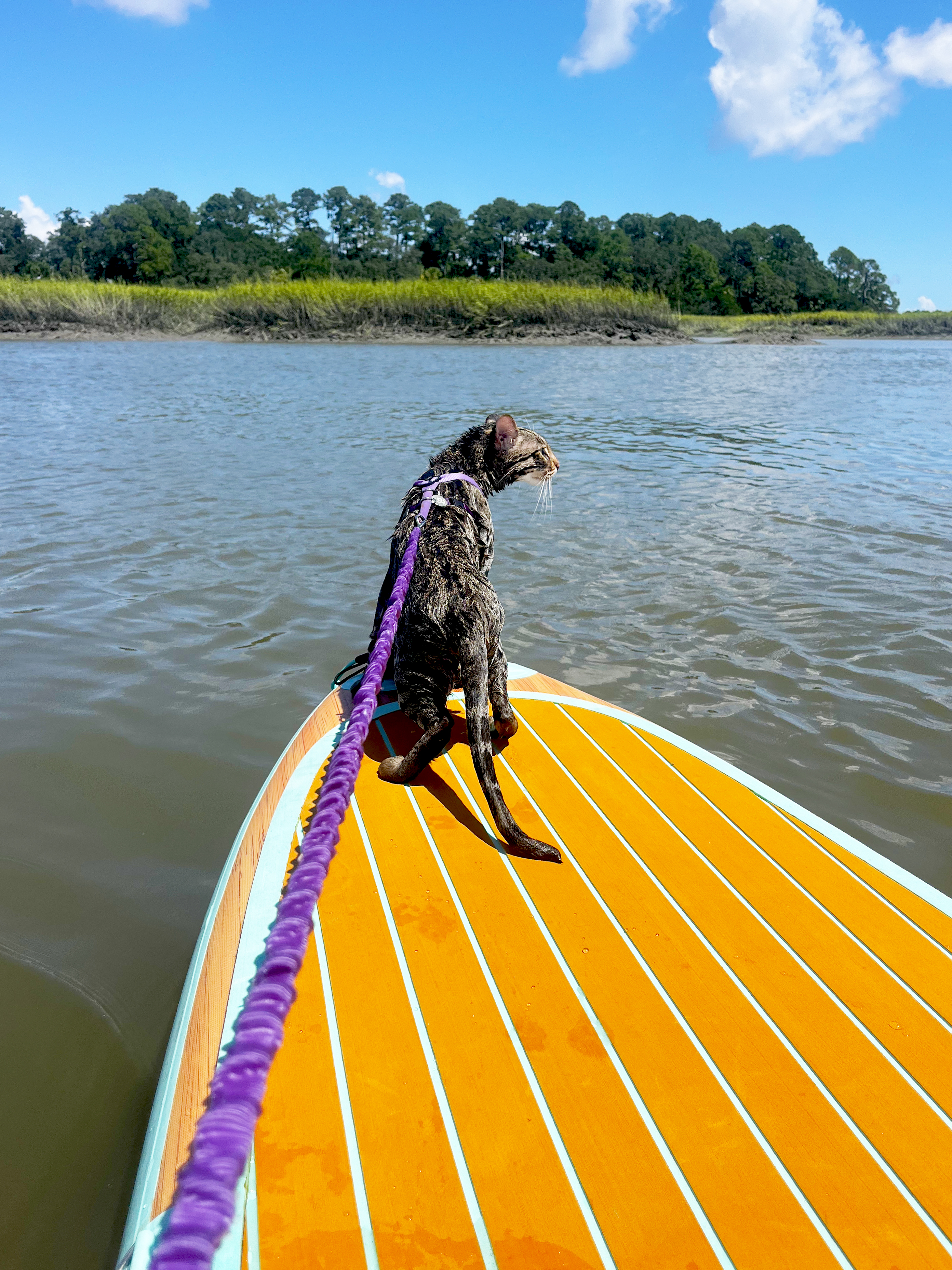 cat on a paddle board cat on a paddle board