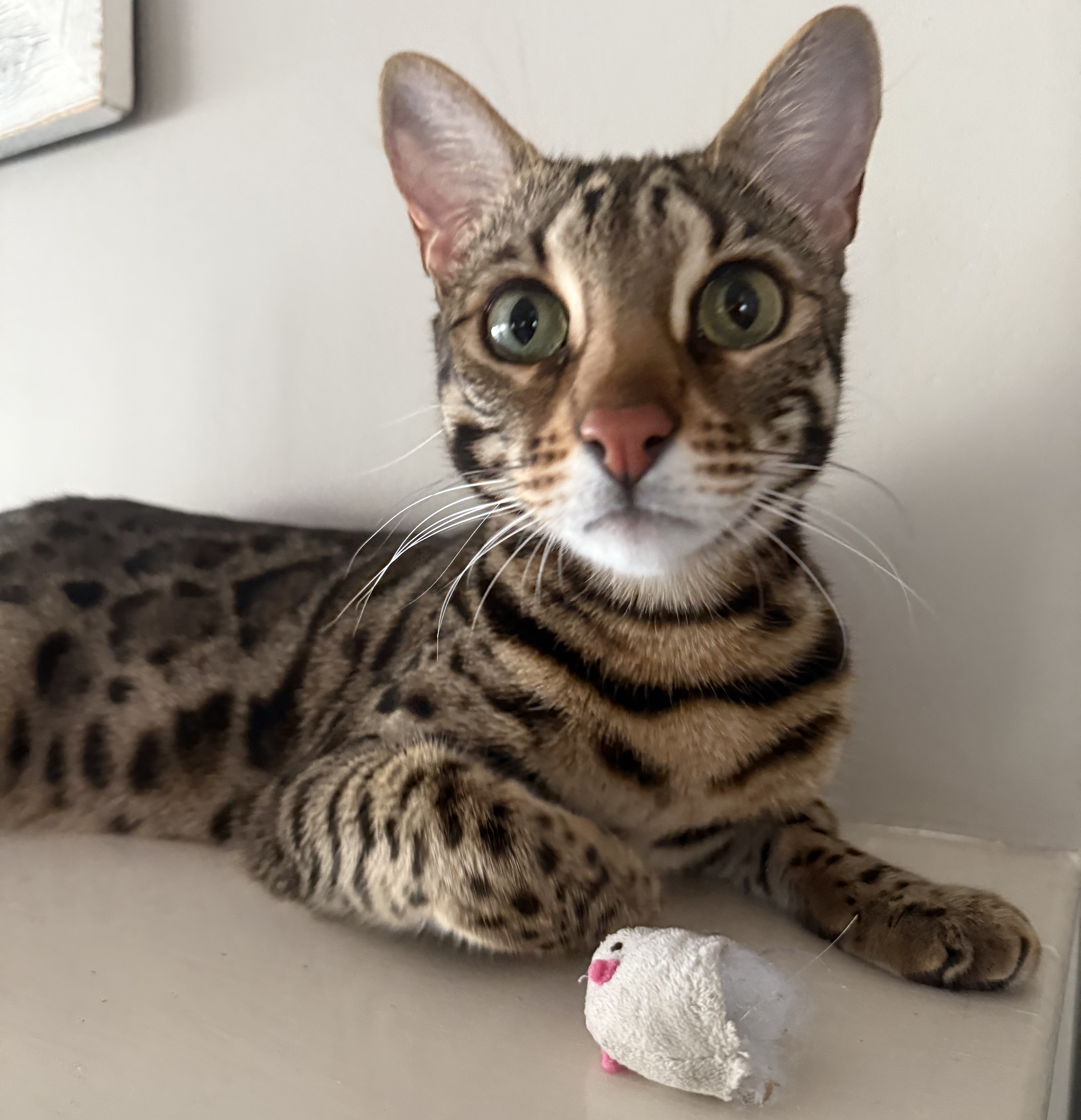 Flounder the first cat author with Mouse Toy