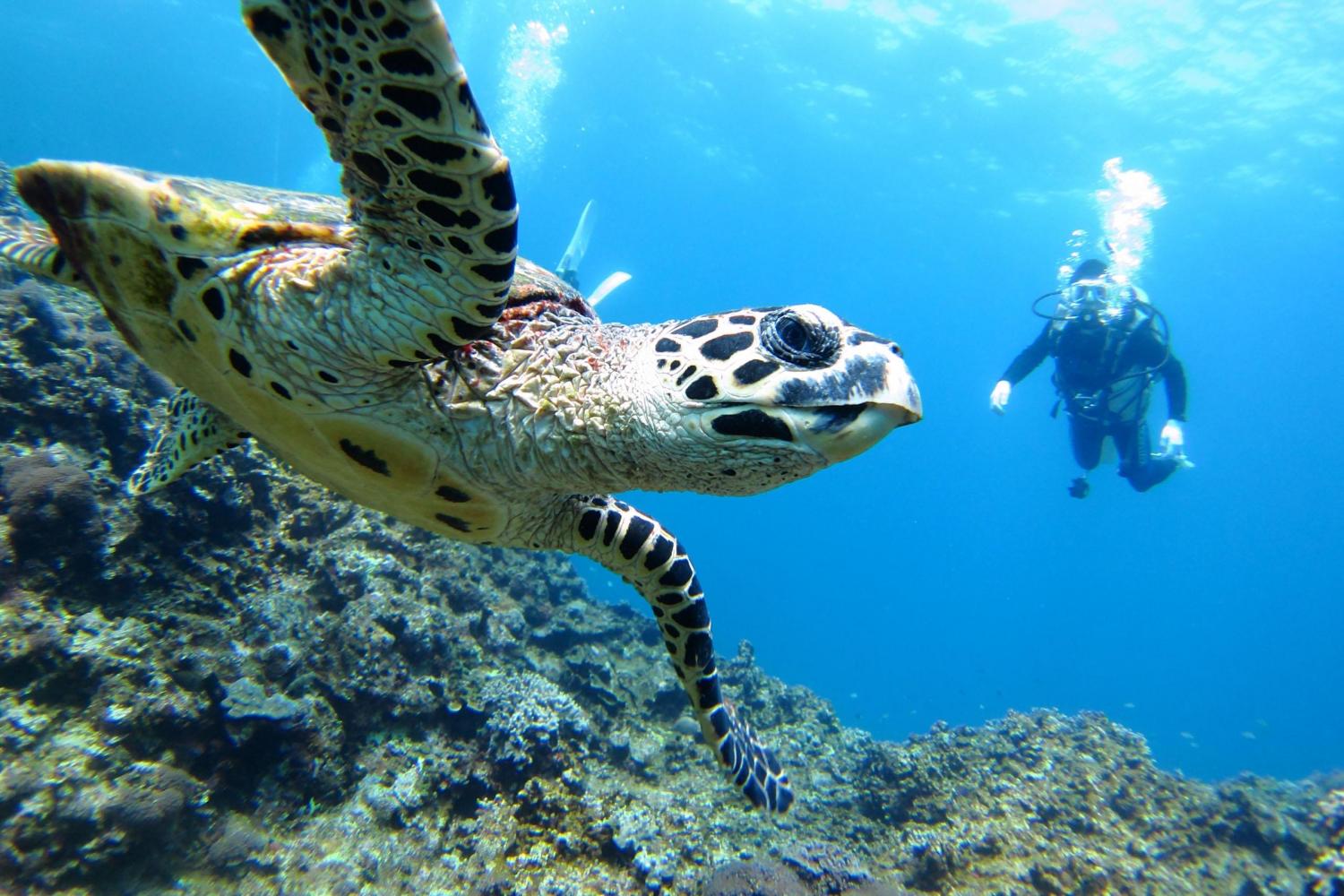 Scuba Diving & Snorkeling