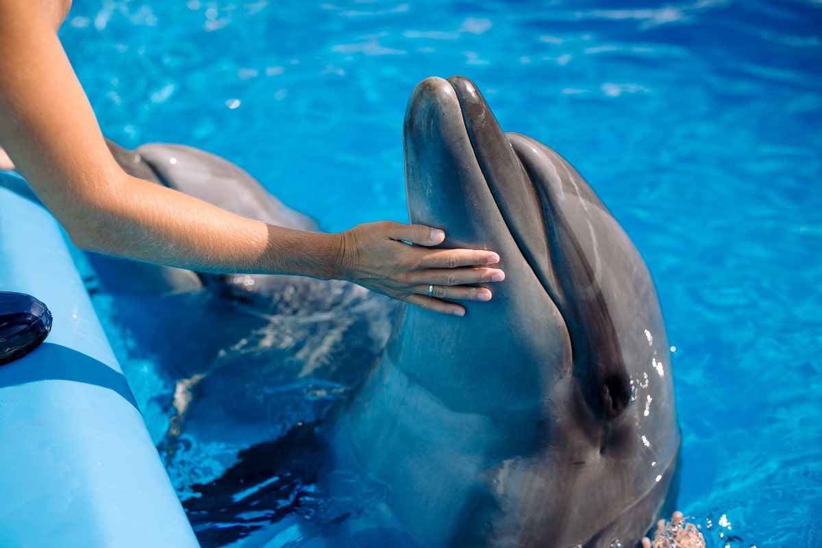 Swim with Dolphins & Whale Sharks