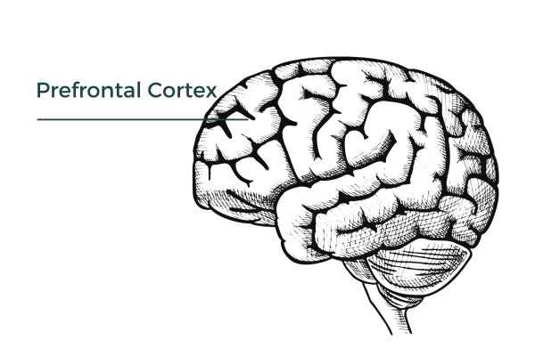 food cravings and the brain 