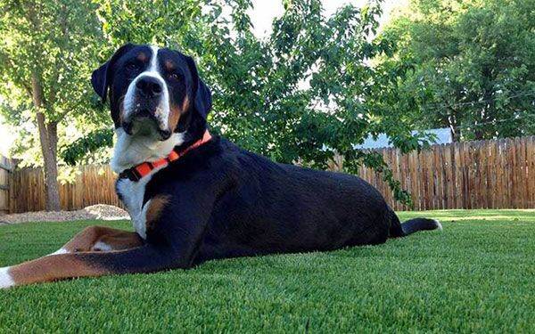Arizona Pet Turf
