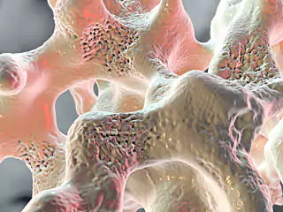 Skeletal Muscle Contraction