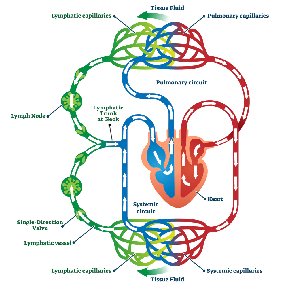 Lymphatic Drainage