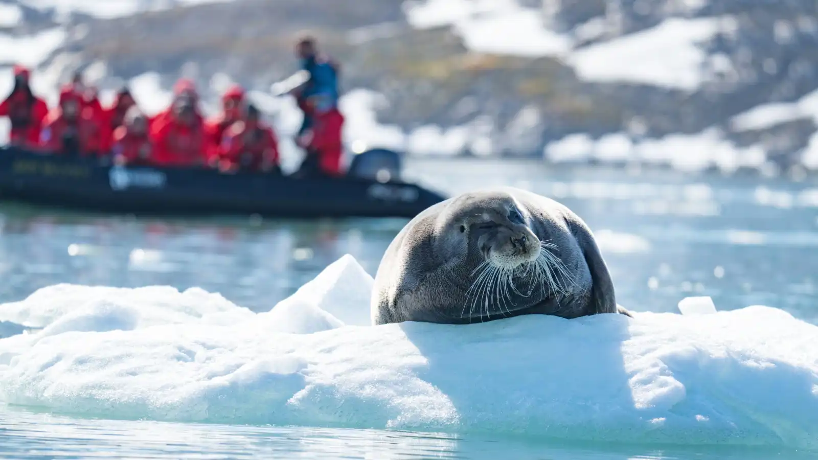 الرحلات القطبية