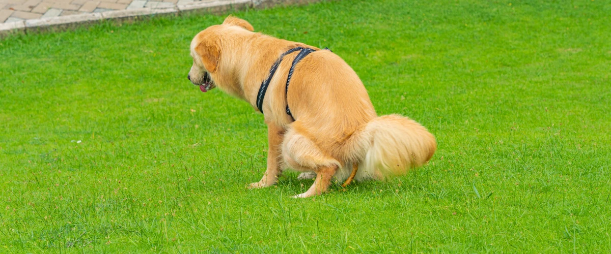 Golden retriever on a green lawn during outdoor potty time.