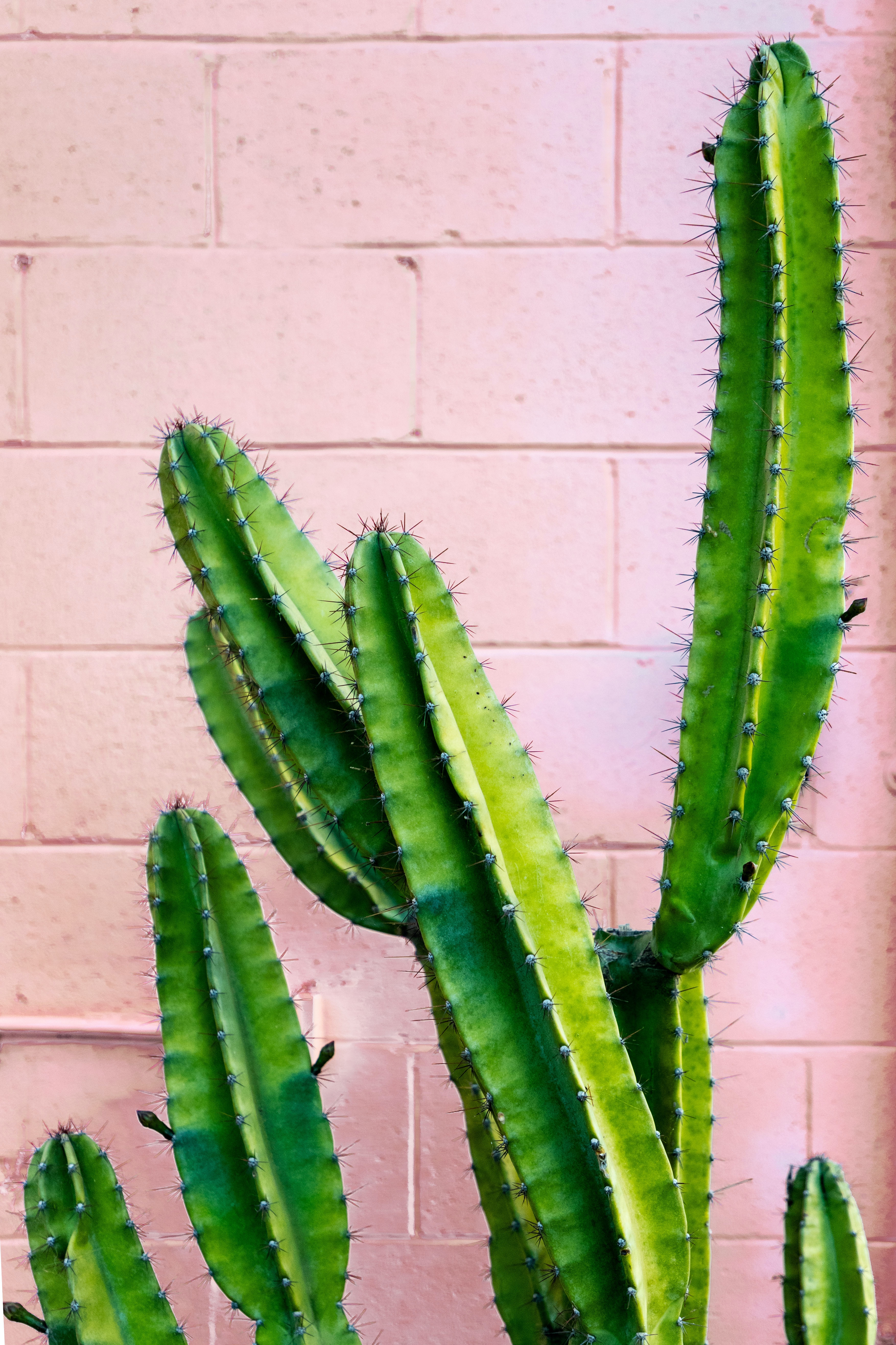 What Can We Learn From a Cactus