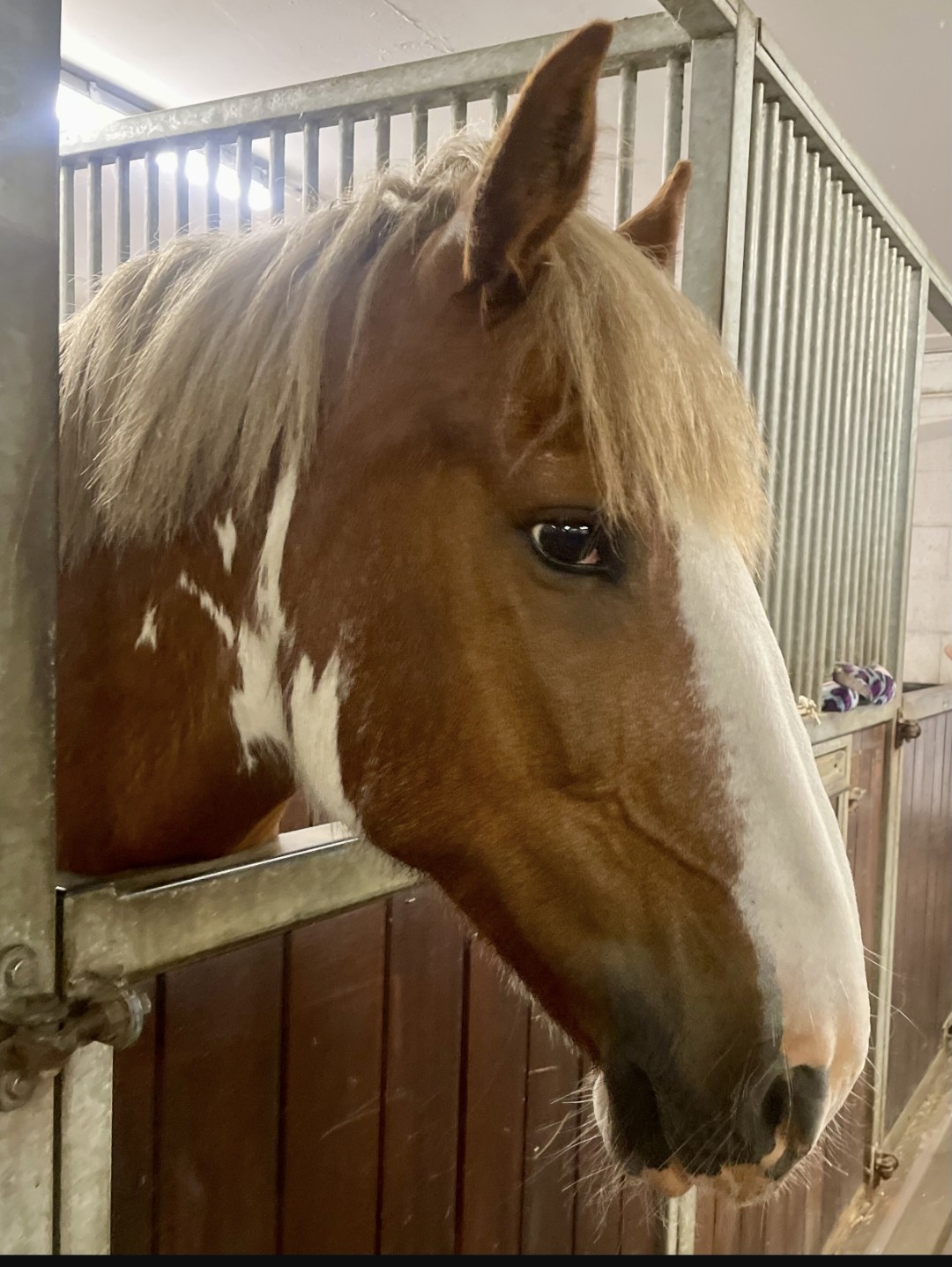 horse horse