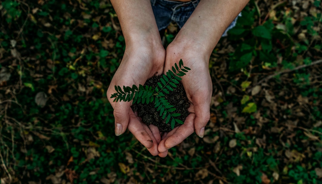 planting a tree planting a tree