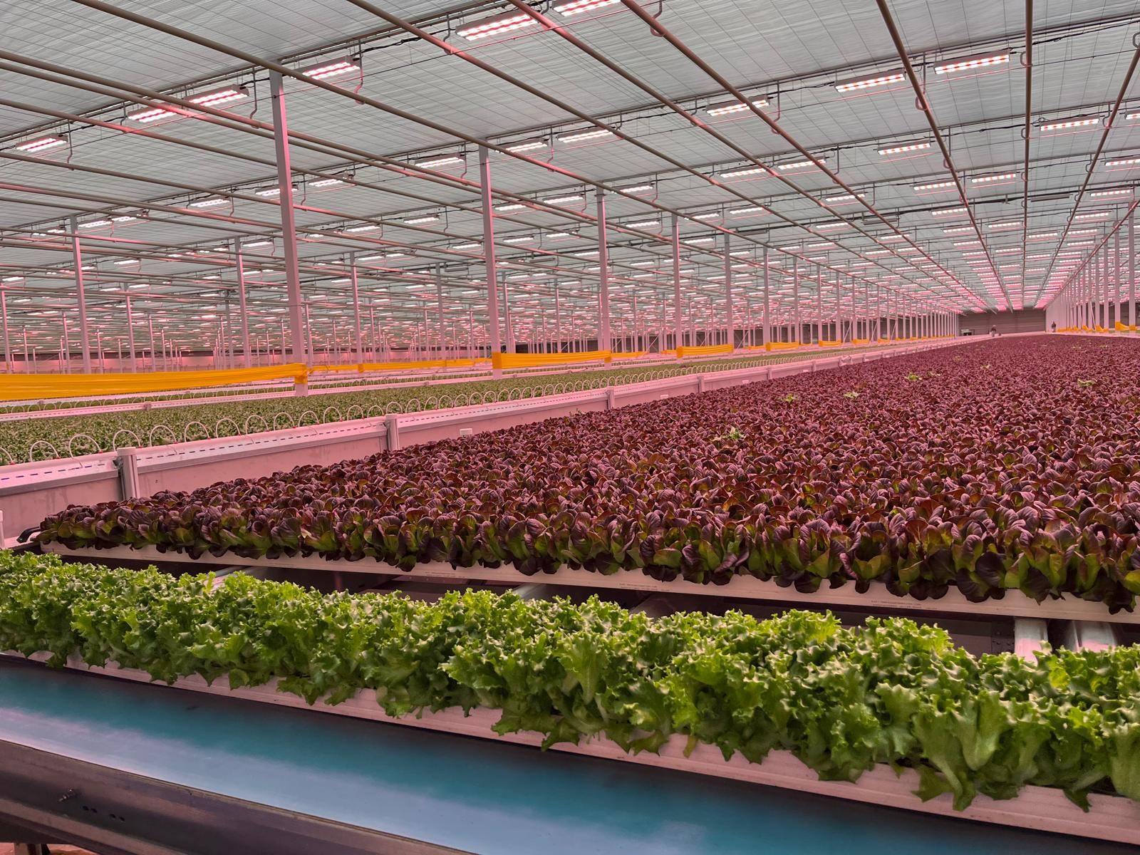 greenhouse- Havengreens greenhouse- Havengreens