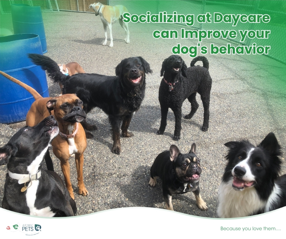 Socializing at doggy daycare can improves dog behaviour