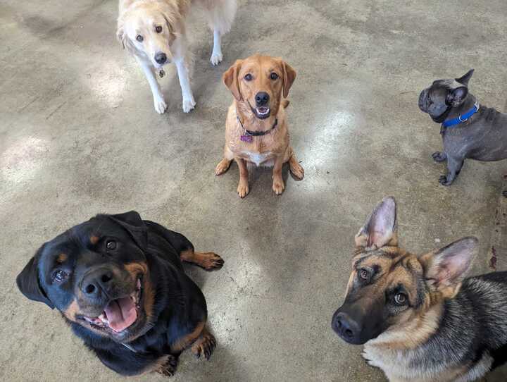 Doggy daycare at Just About Pets
