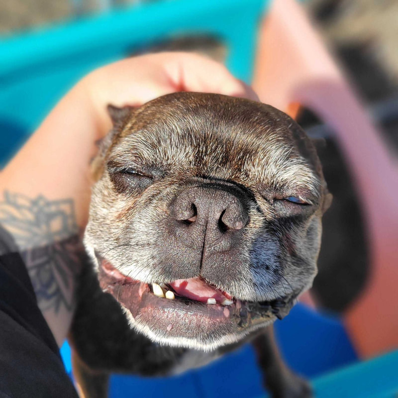 5 Key Benefits of Using Doggy Daycare 5 Key Benefits of Using Doggy Daycare