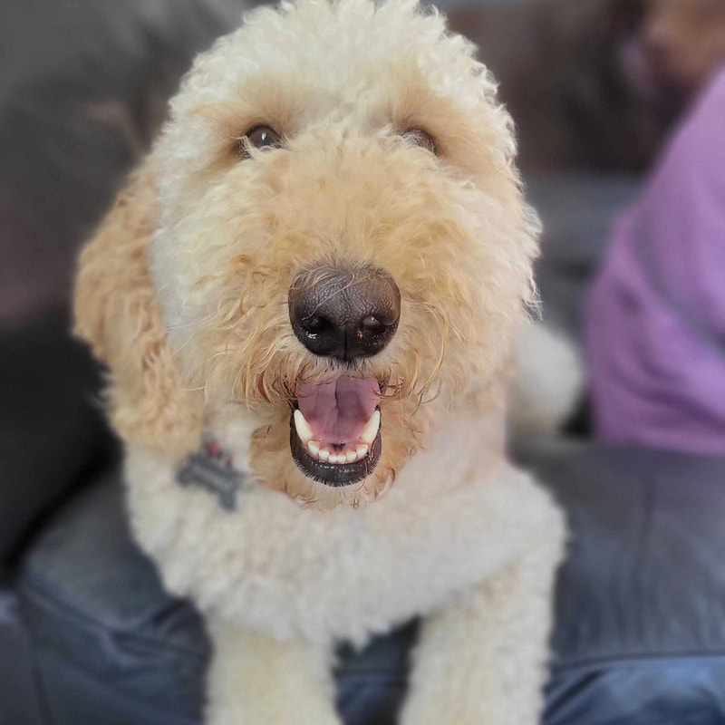 5 Key Benefits of Using Doggy Daycare 5 Key Benefits of Using Doggy Daycare