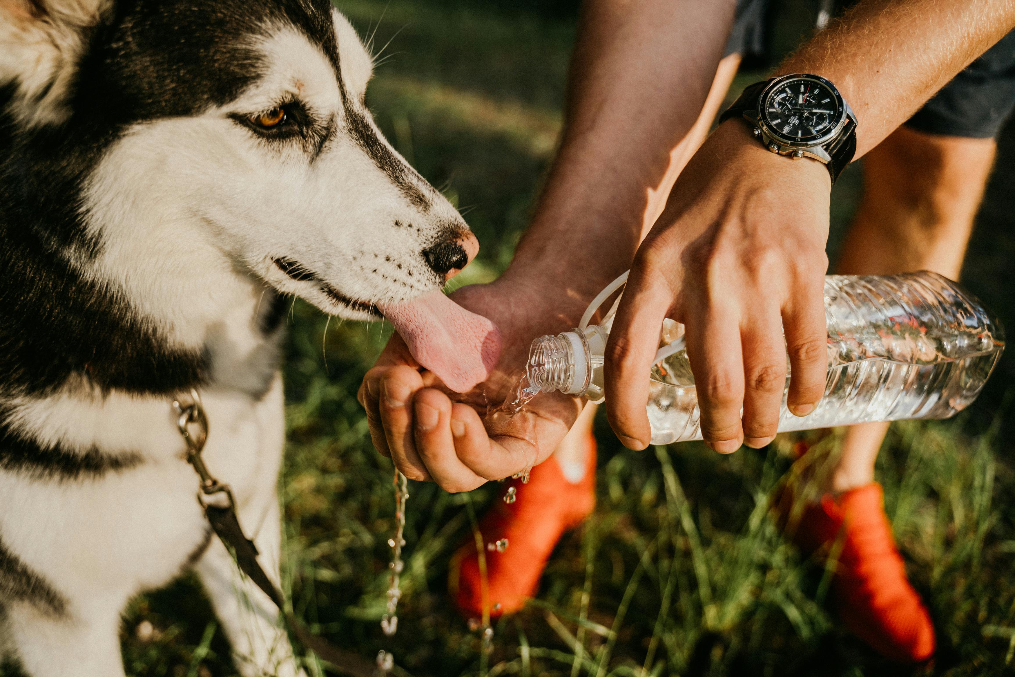 Dog drinking fresh water