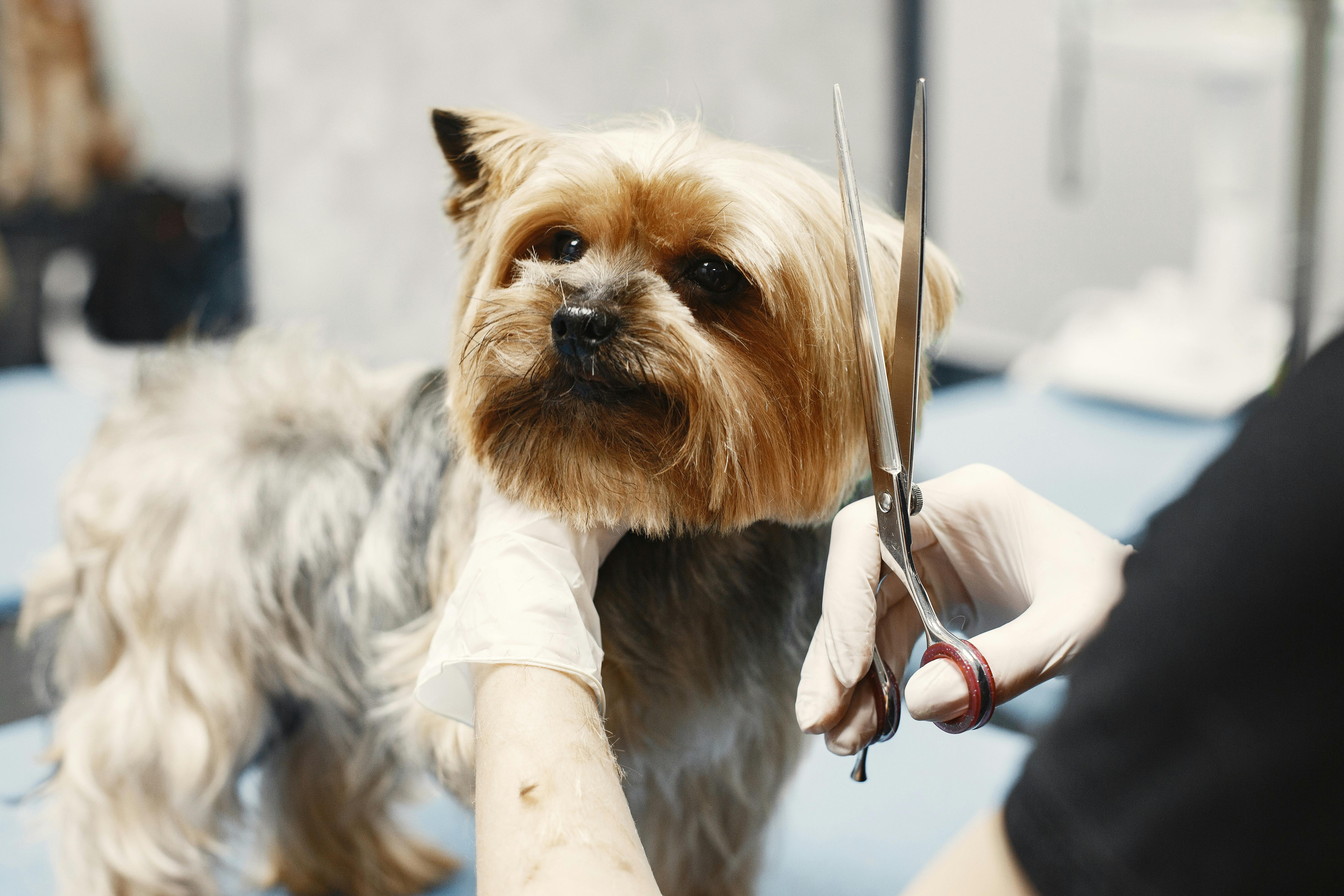 A cute dog getting a hairstyle in grooming salon