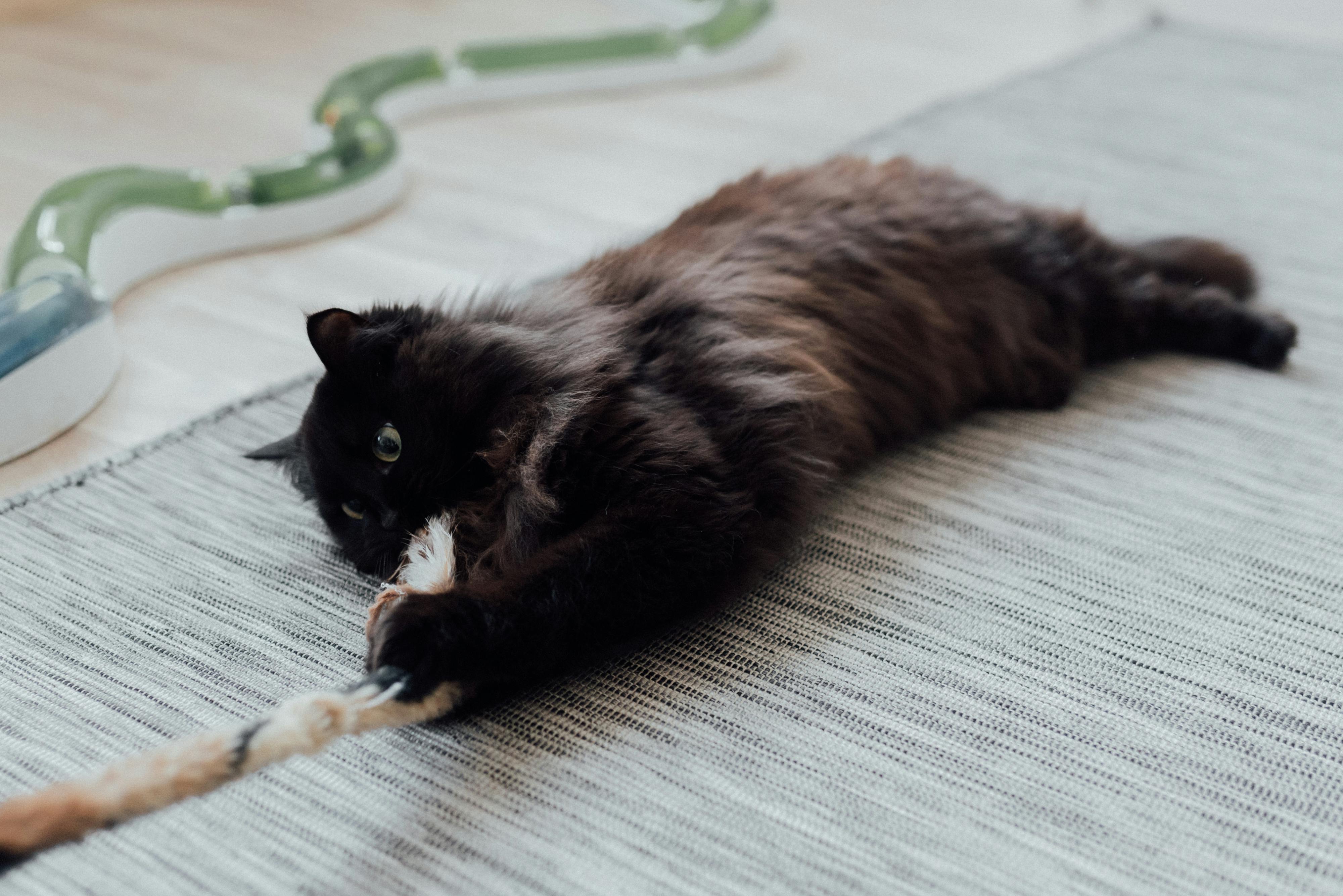 Cat playing at a cat boarding facility Cat playing at a cat boarding facility