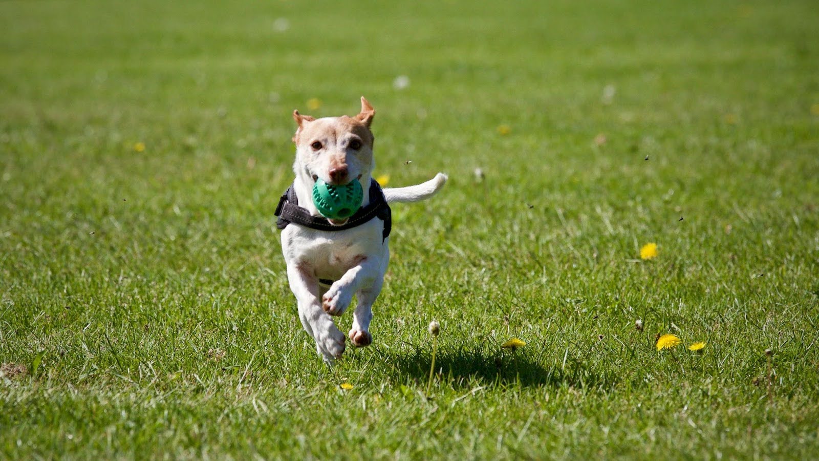 Dog catching the ball Dog catching the ball