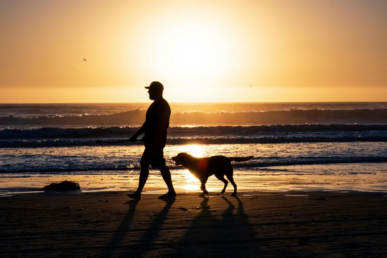 Pet owner walking the dog on the beach at sunset Pet owner walking the dog on the beach at sunset