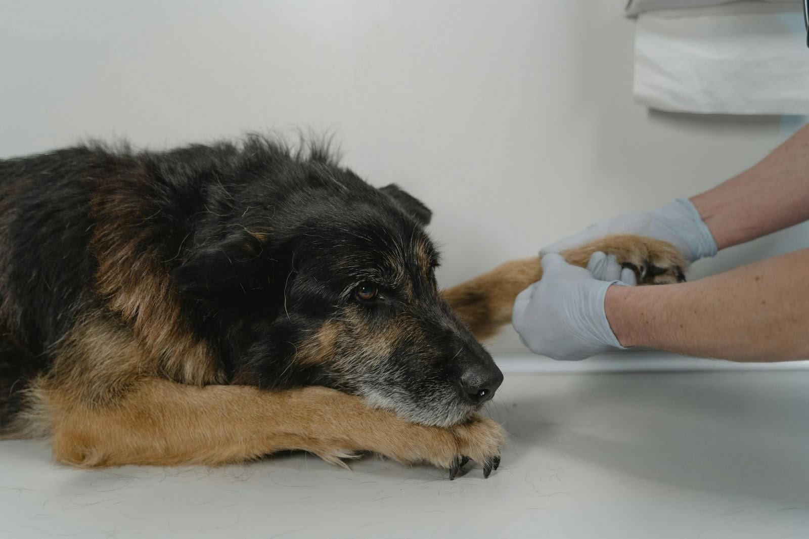 Grooming and Coatcare for pets in Cooler Weather