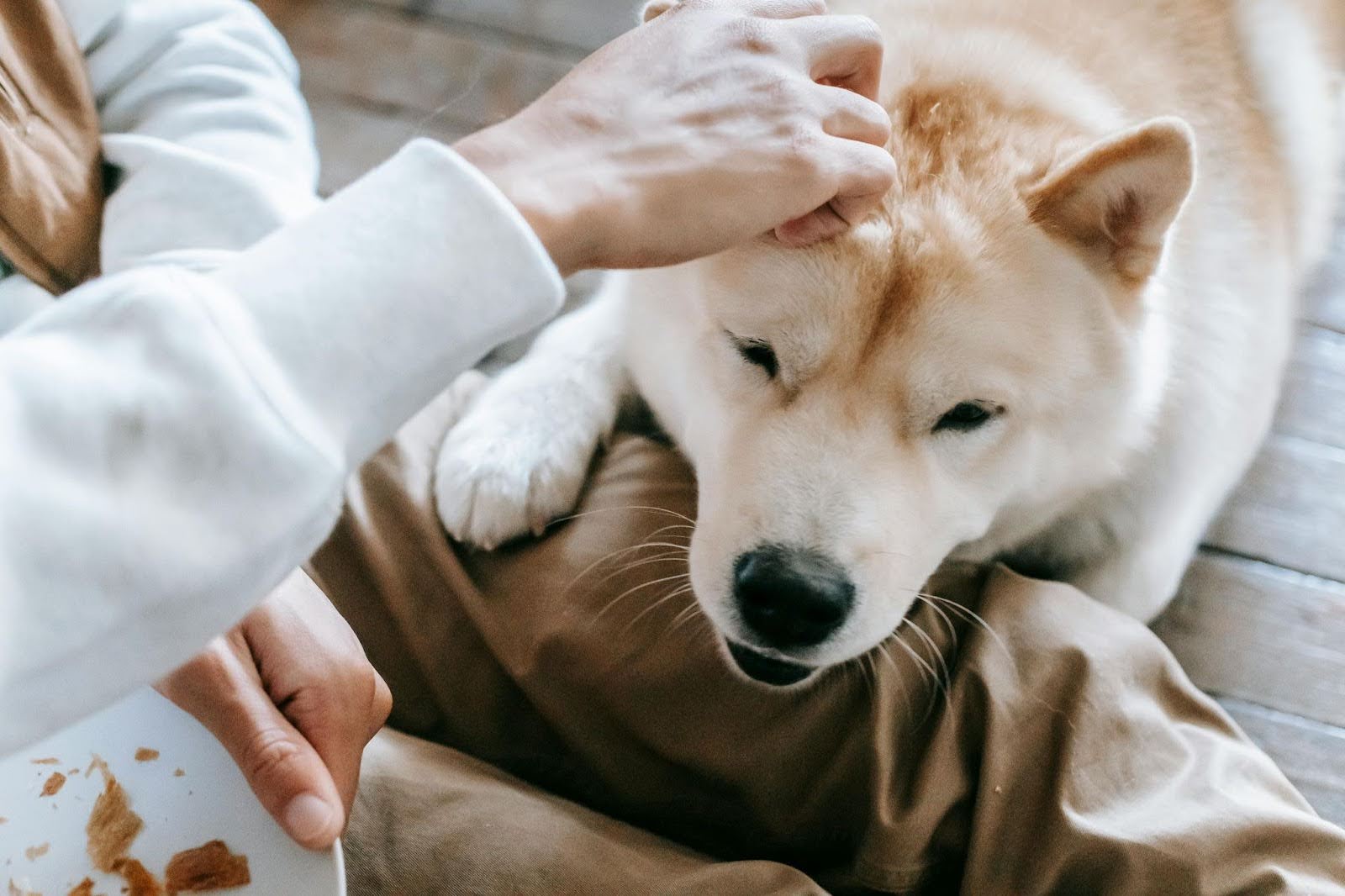 Care for pets with Just About Pets