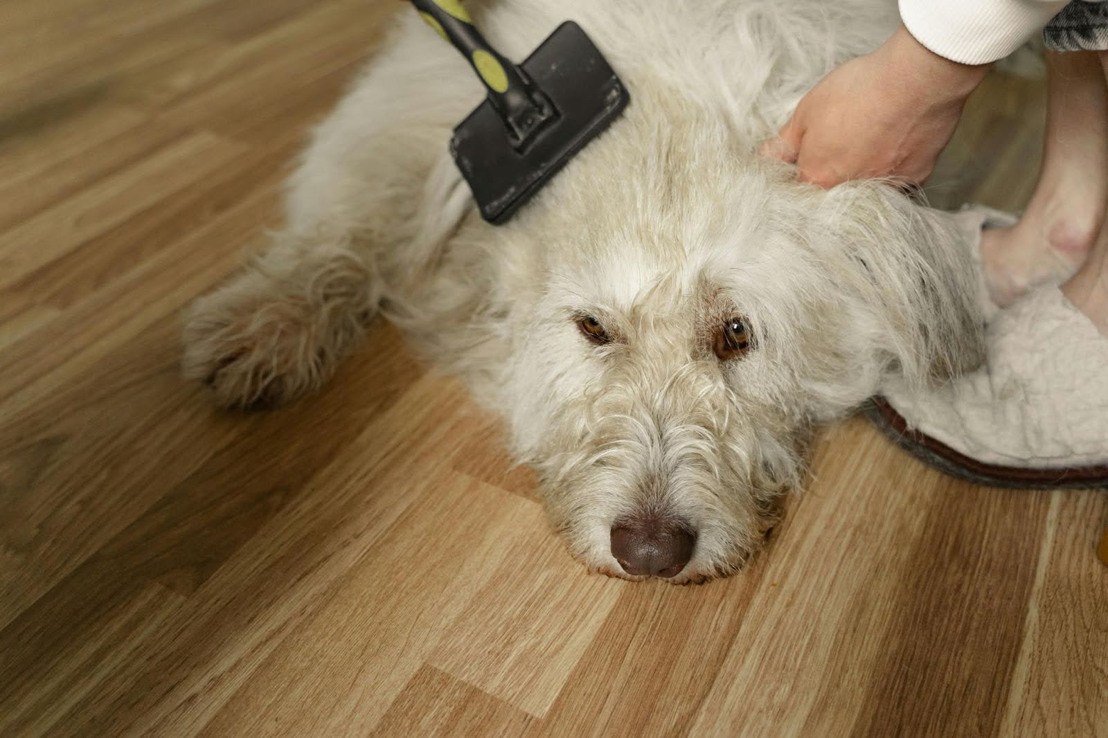 Best grooming practices for autumn shedding